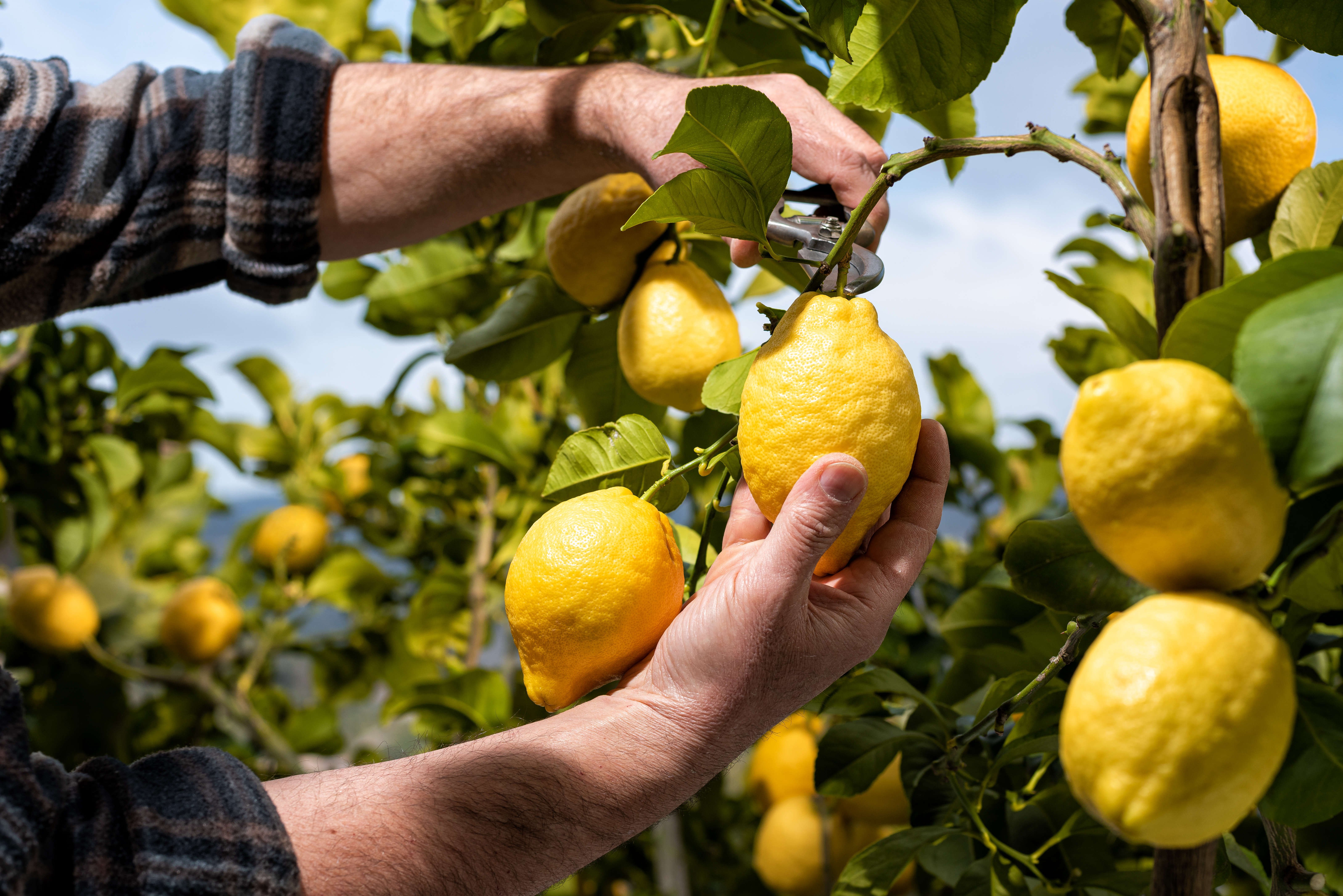 Amalfi Coast Farmhouse Cooking Class & Garden Tour