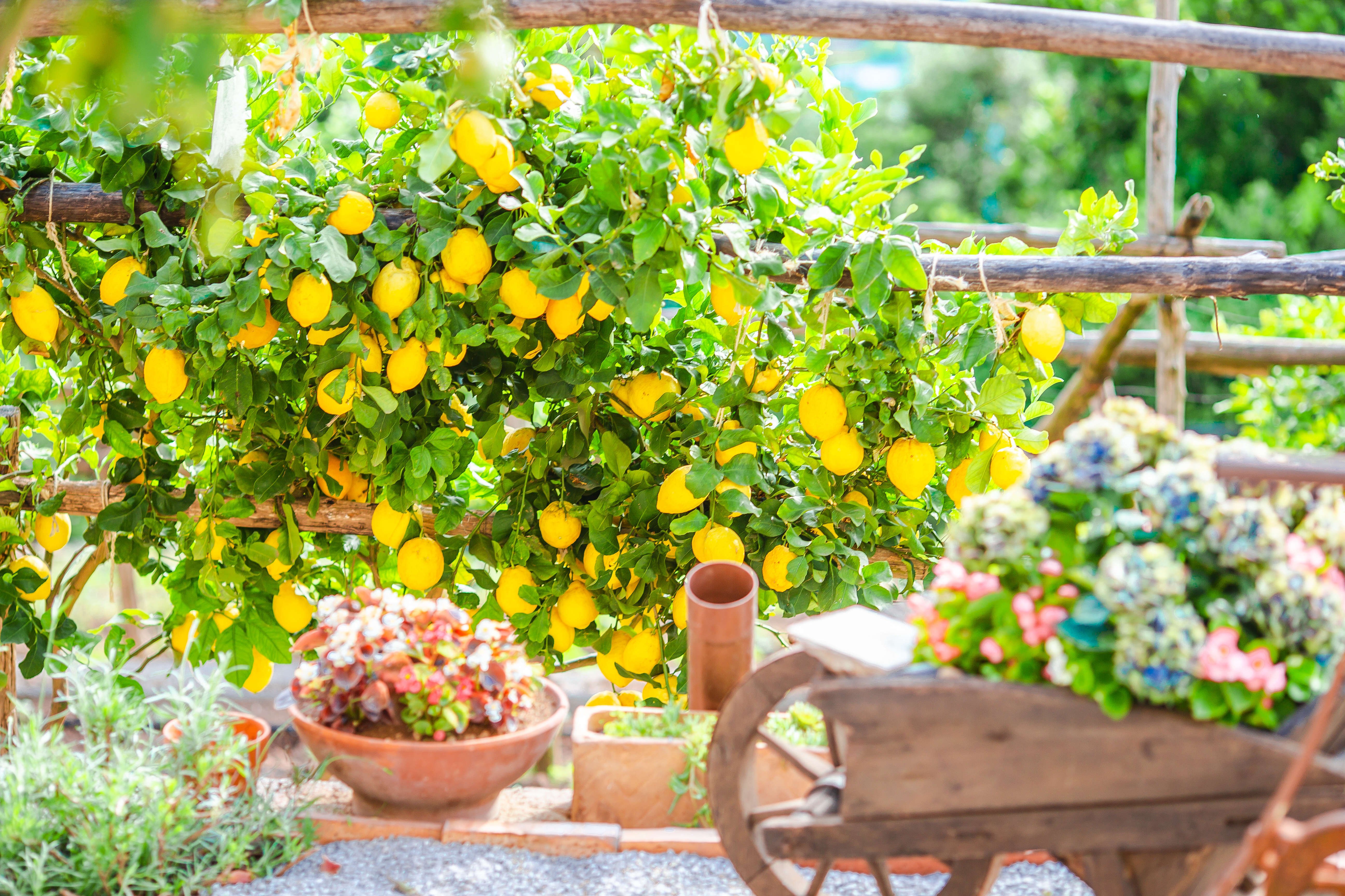 Amalfi Coast Farmhouse Cooking Class & Garden Tour