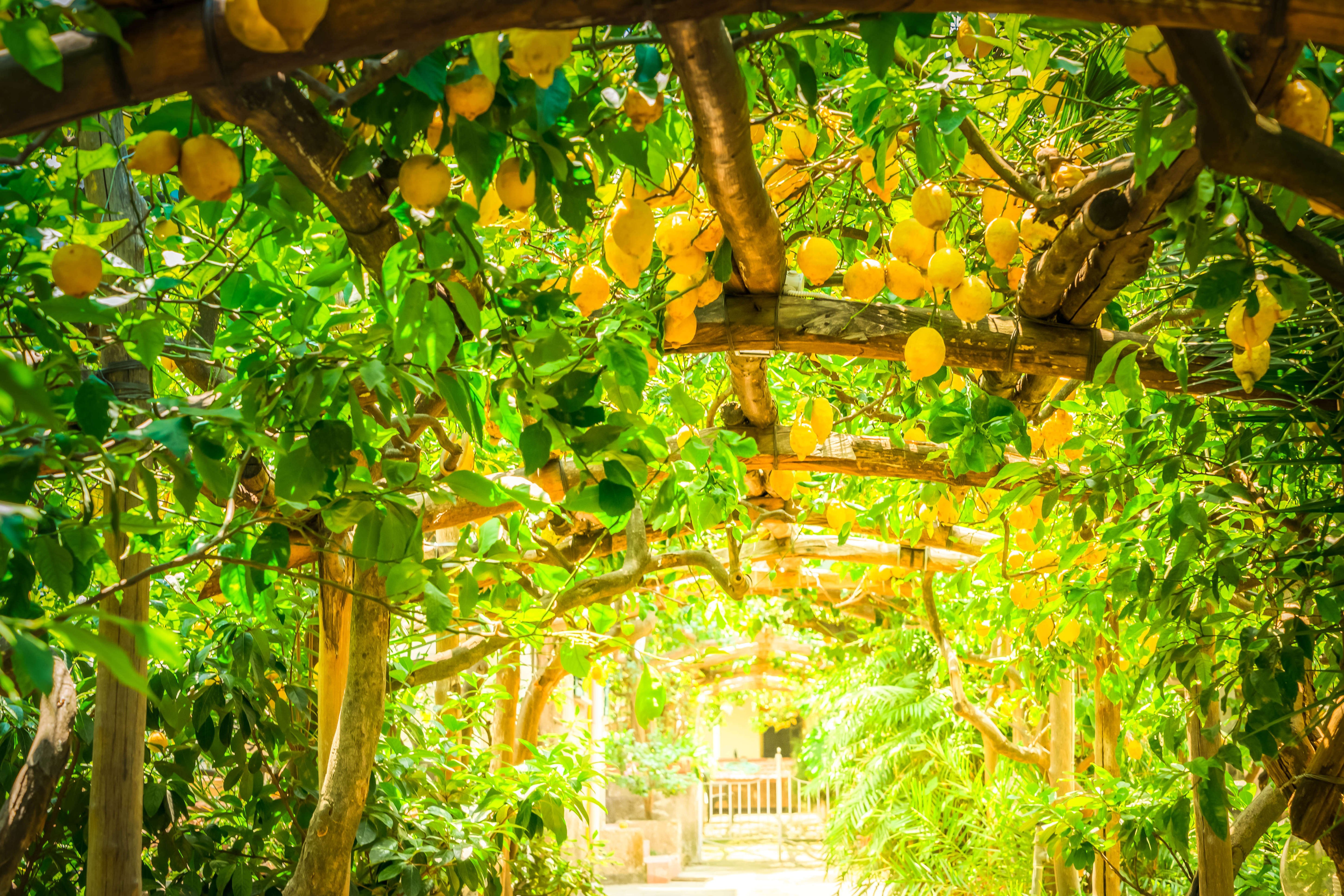 Amalfi Coast Farmhouse Cooking Class & Garden Tour