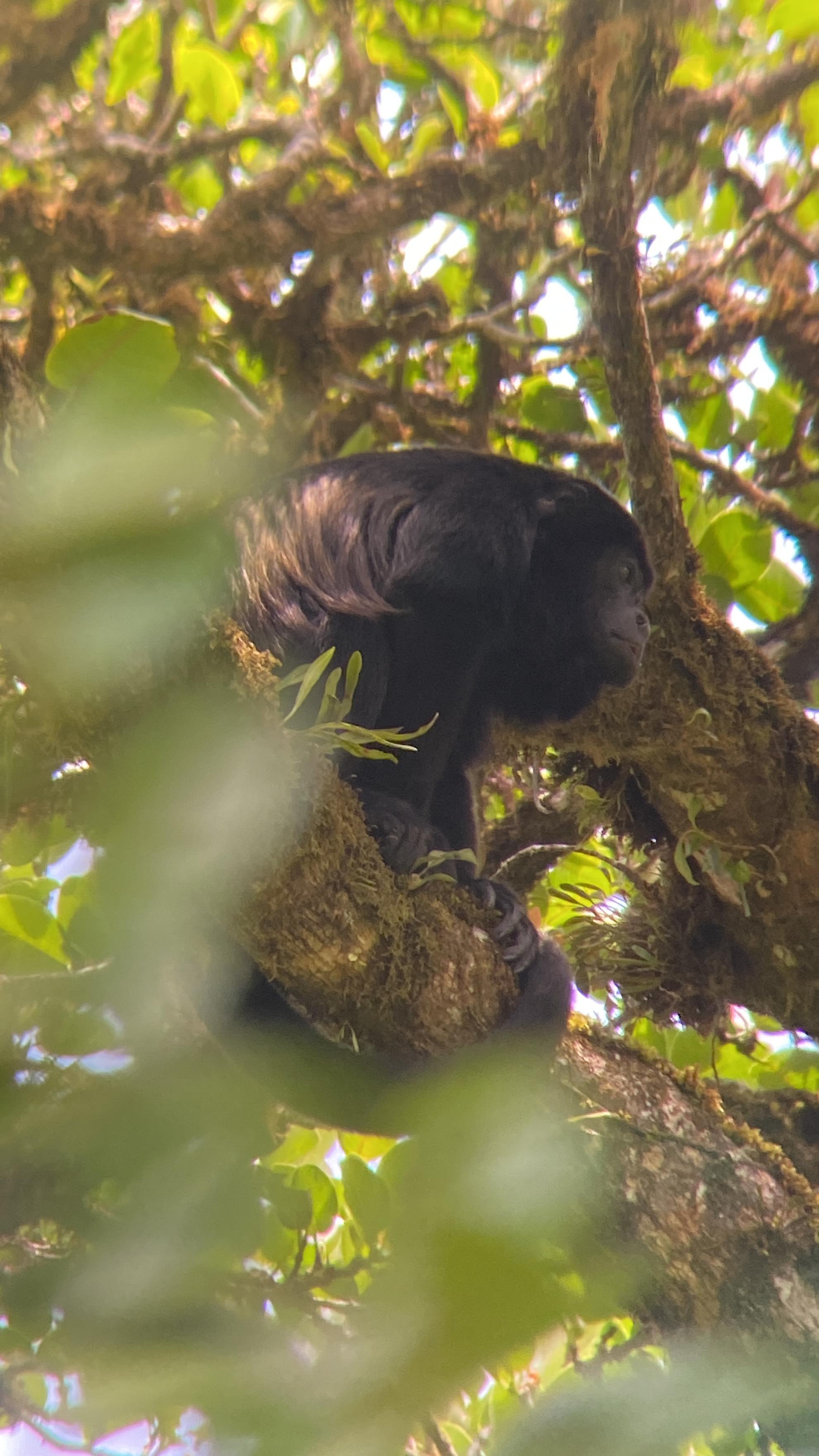 Monteverde Cloud Forest Small-Group Guided Hike