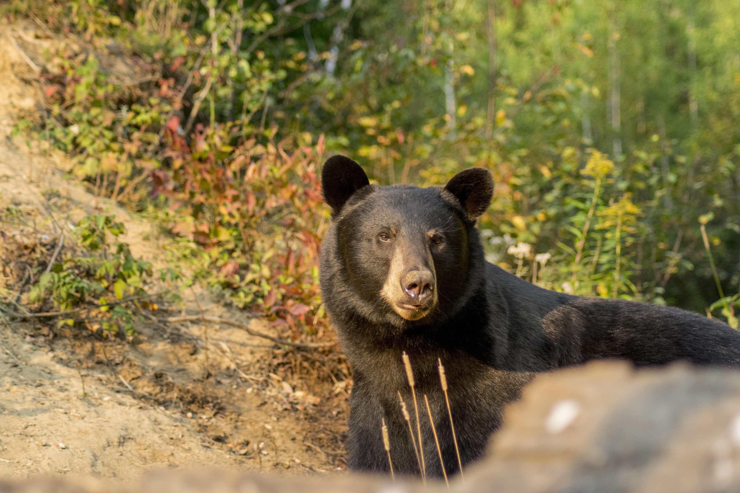 Tadoussac Whale Watching Cruise & Black Bear Observation
