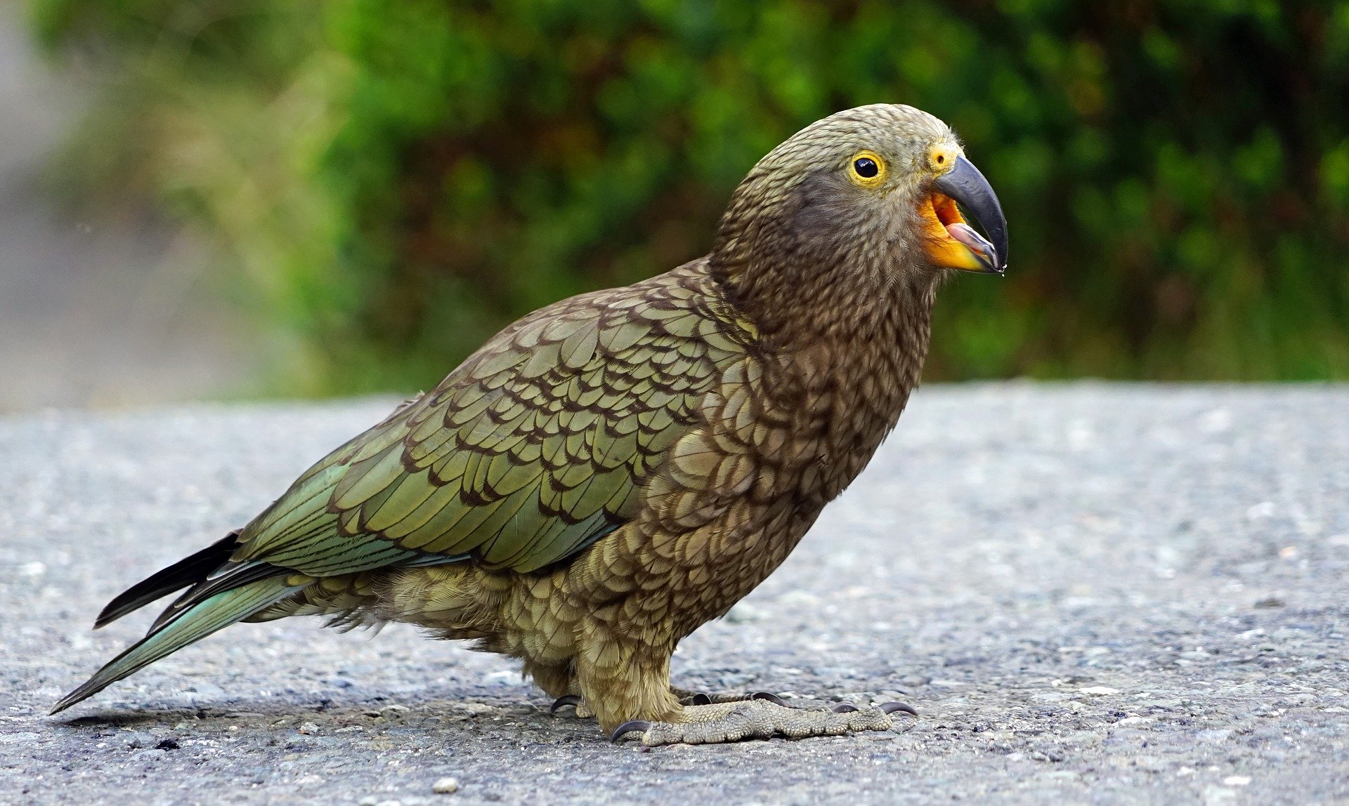 South Island tour photo — image 9