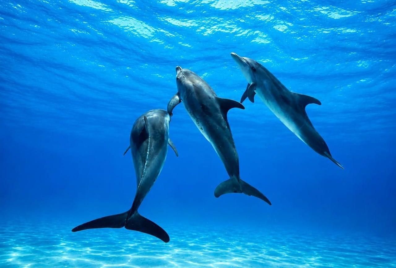 Giardini Naxos & Taormina: Sunset Dolphin Watching Boat Tour