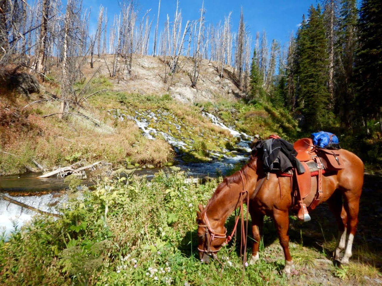 Bridger-Teton Wilderness Horseback Ride & Fireside Cookout