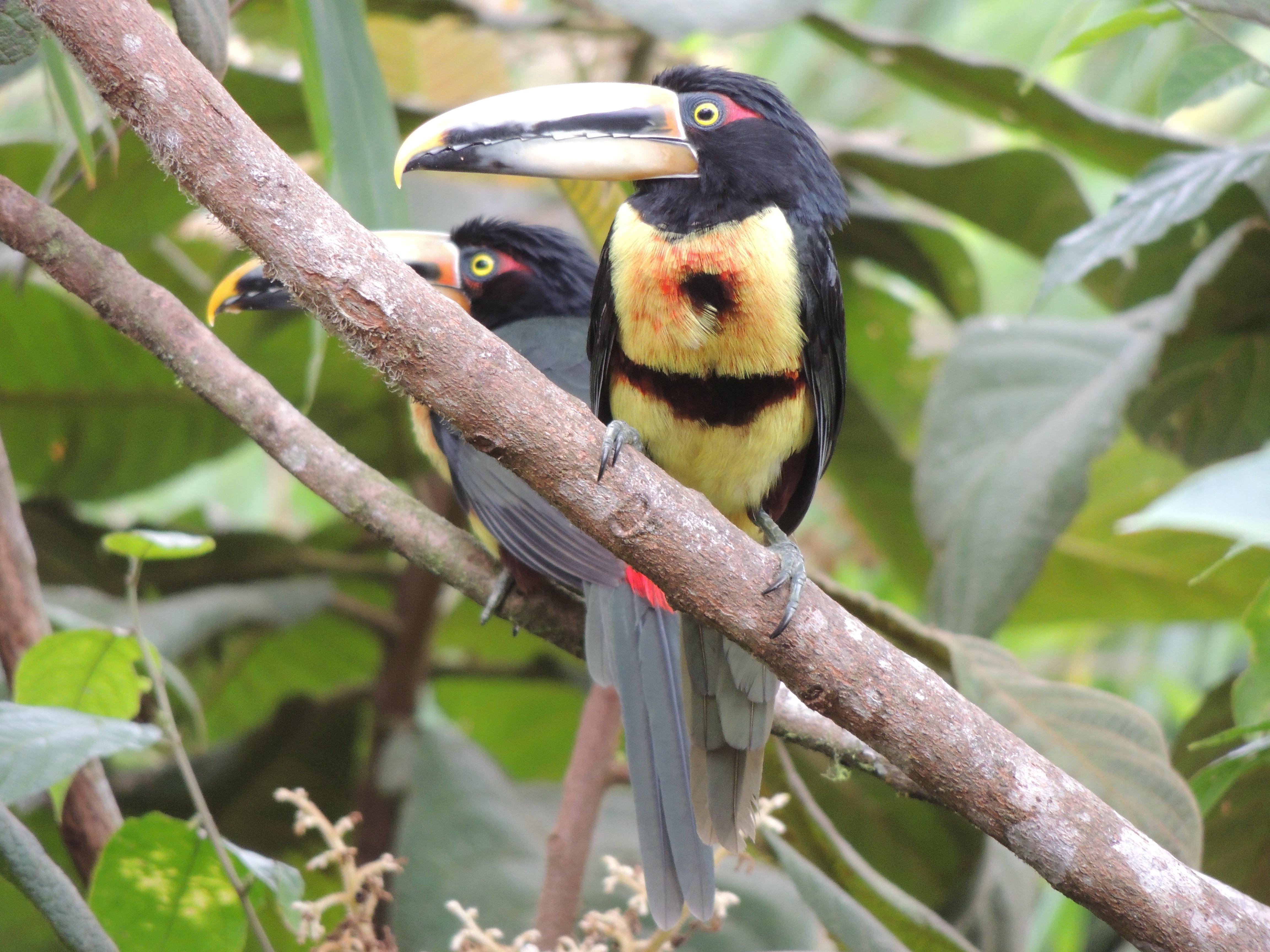 Mindo Cloud Forest Day Trip from Quito