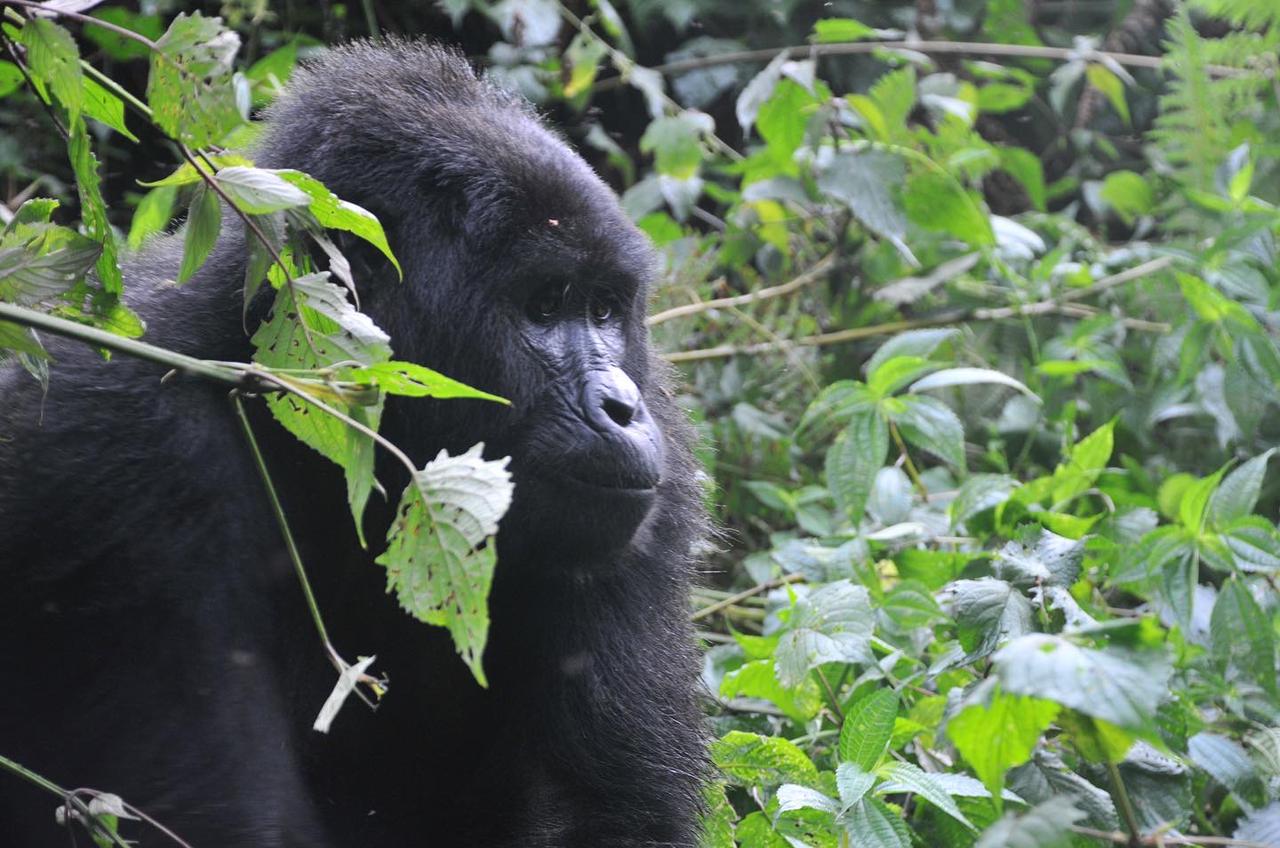 5-Day Gorilla & Chimp Trekking Safari