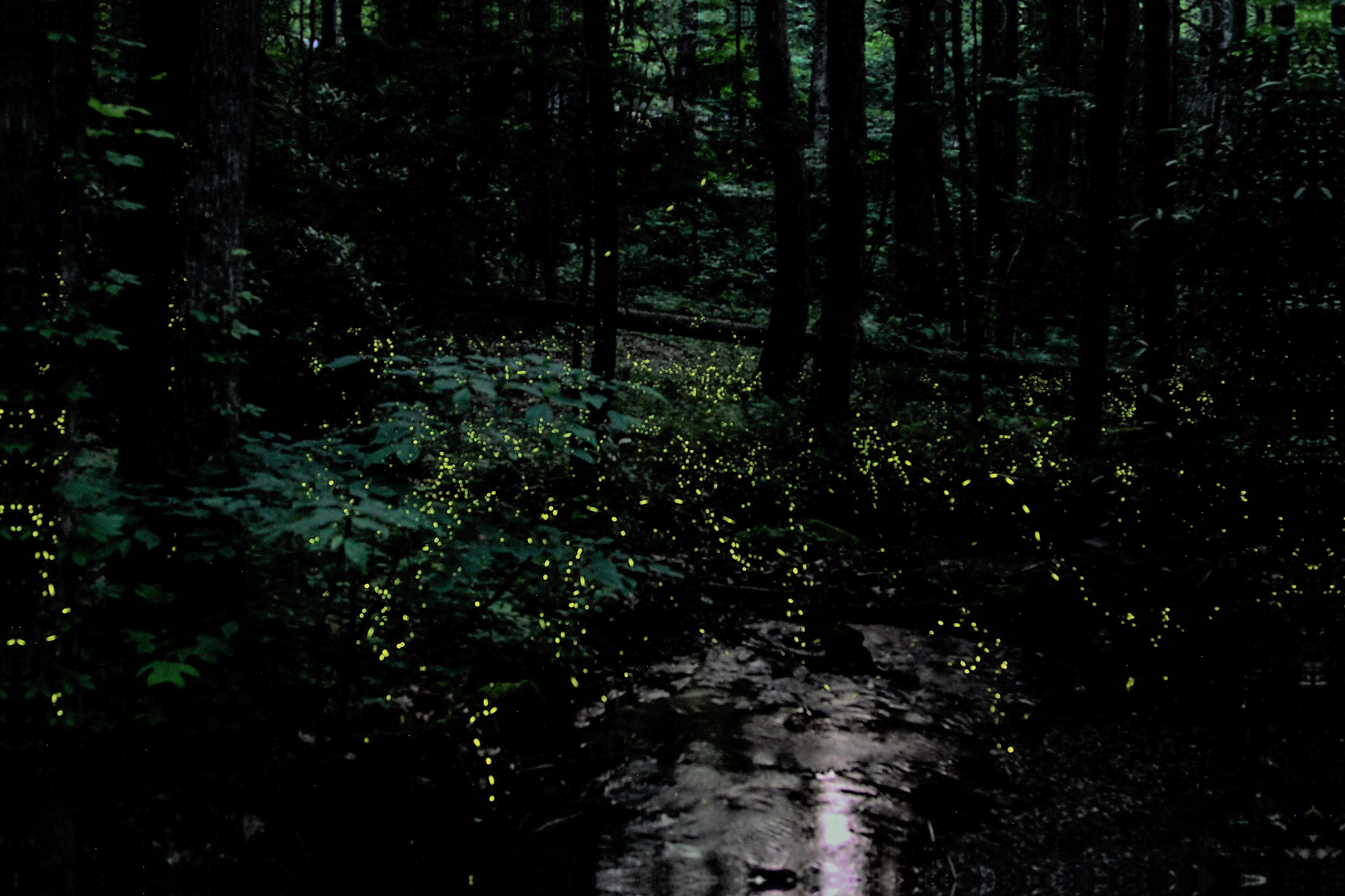 Night Rainforest Walk with Fireflies & Bonfire