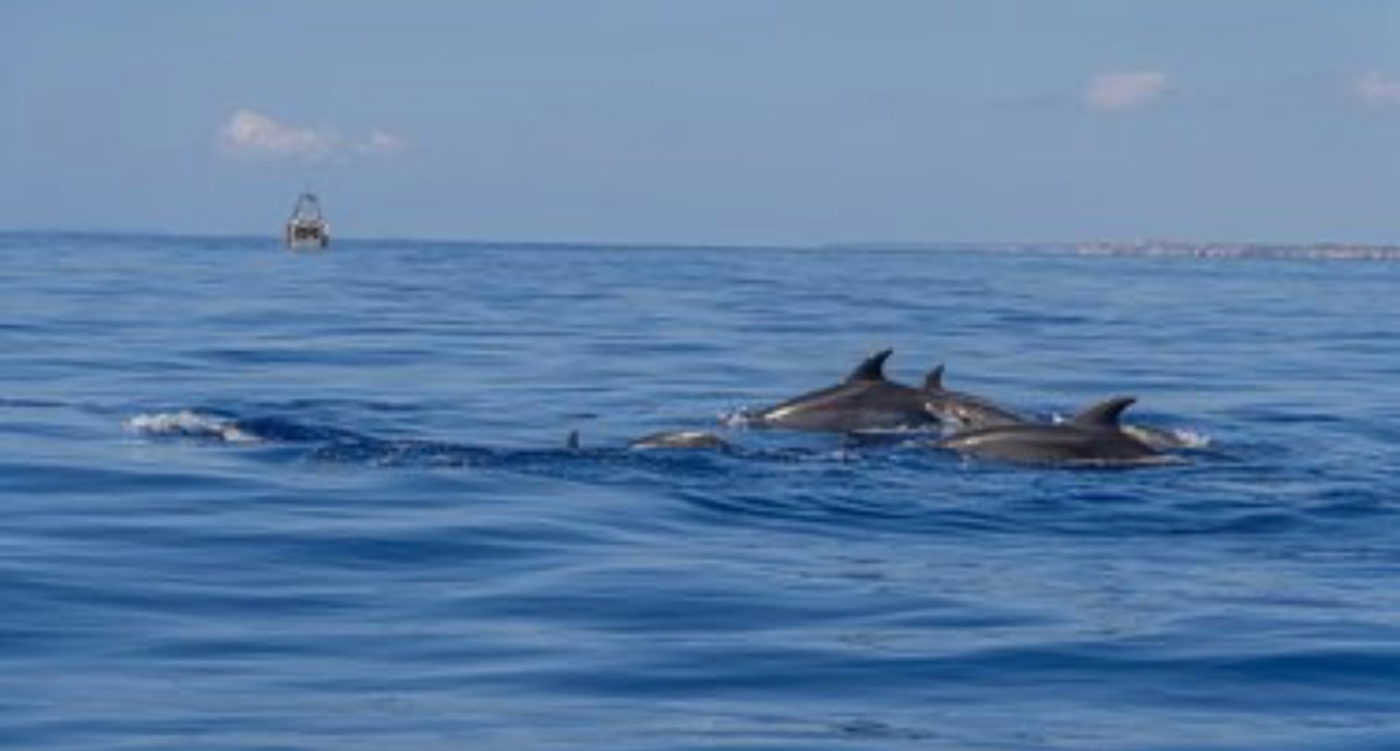 Dolphin Watching & Cave Exploration Boat Tour