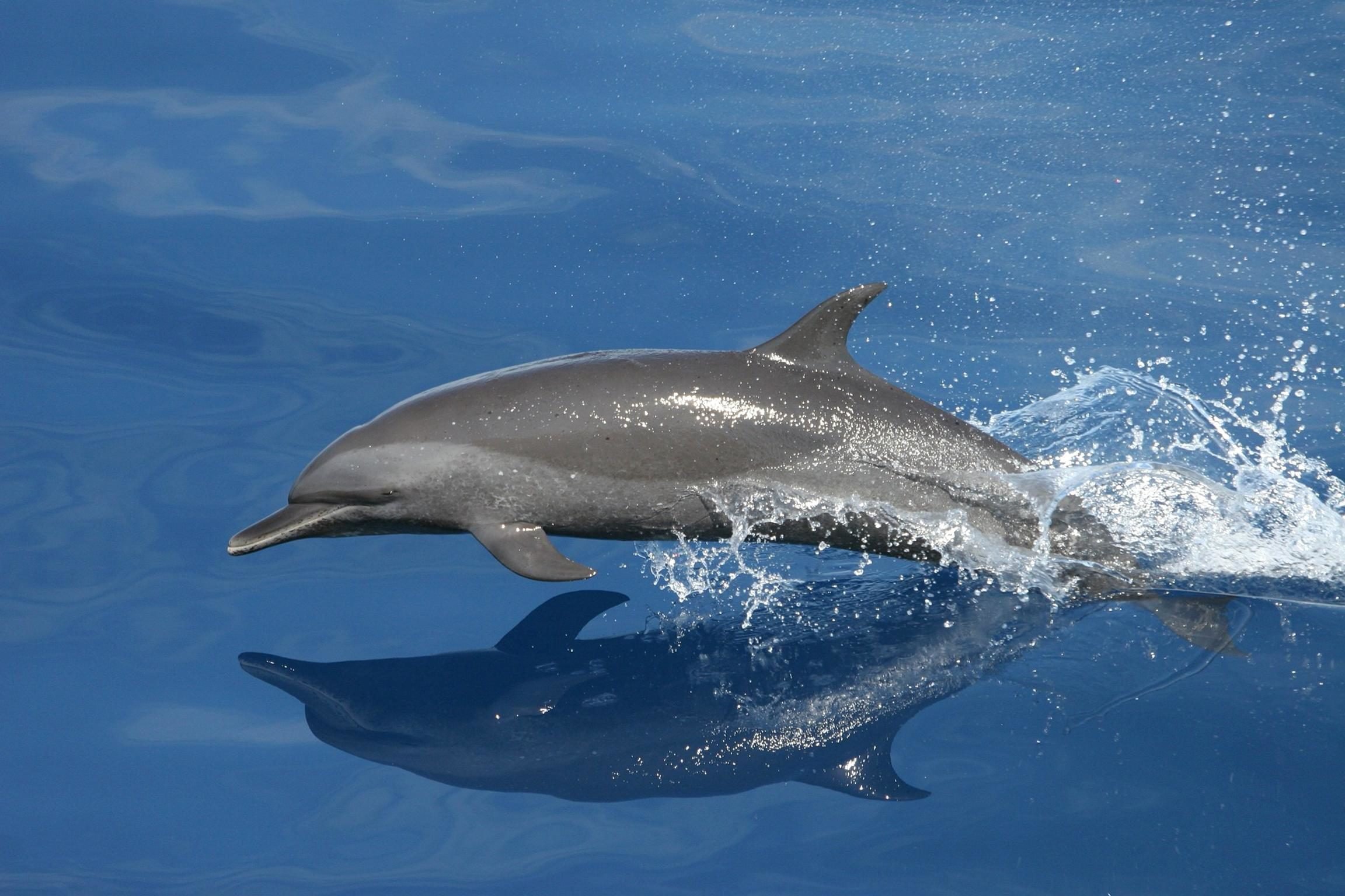 Vrsar Sunset Dolphin Cruise