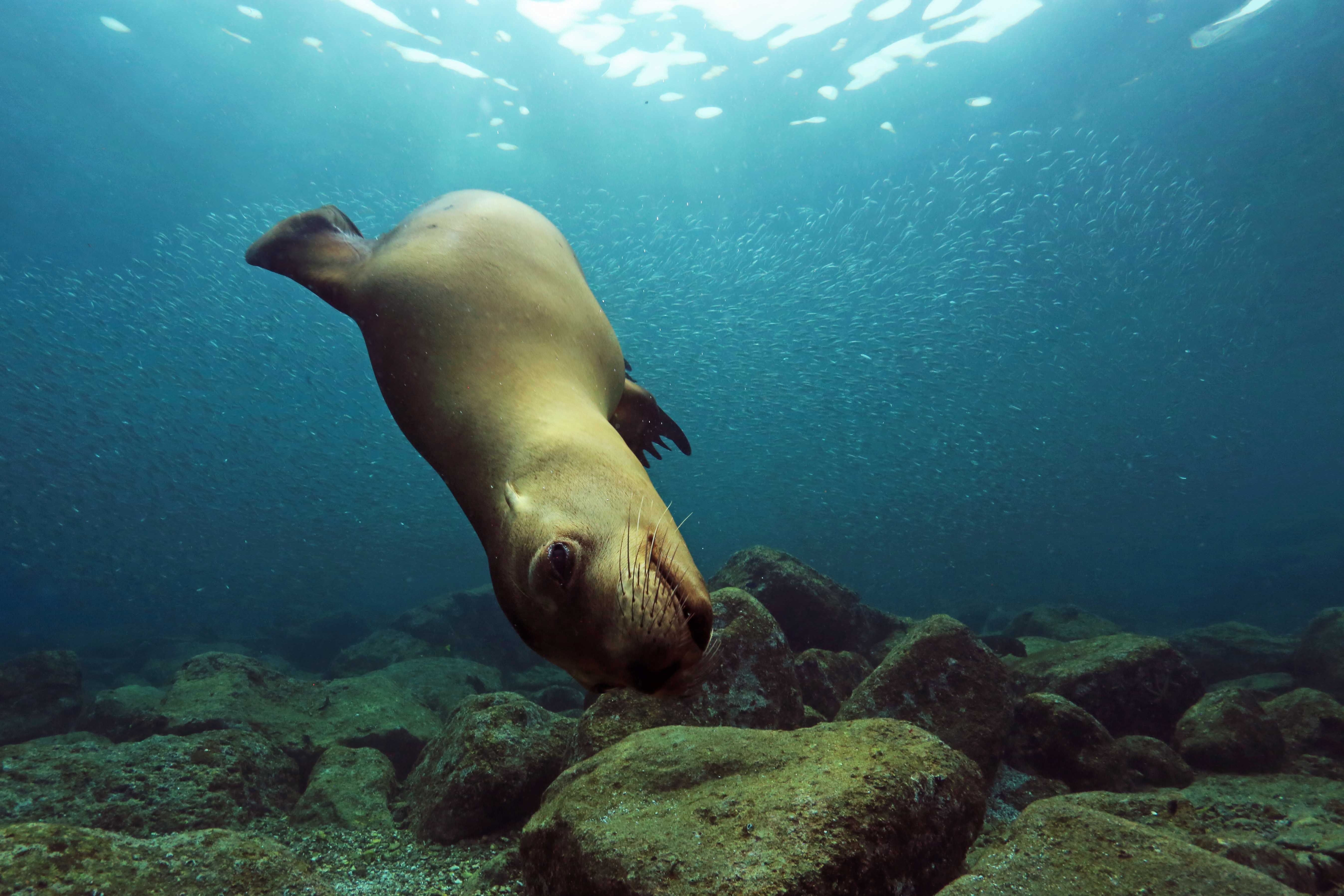 Cabo San Lucas Marine Park: Two-Tank Scuba Diving Adventure