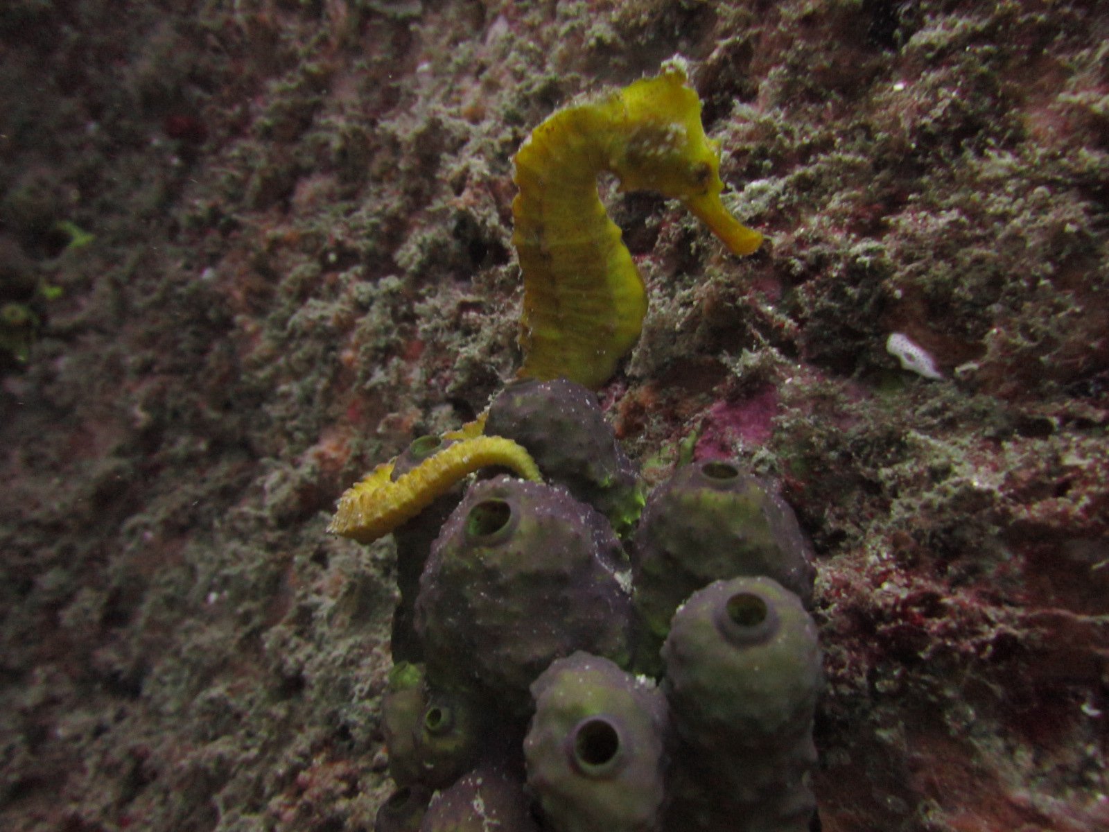 Cabo San Lucas Marine Park: Two-Tank Scuba Diving Adventure