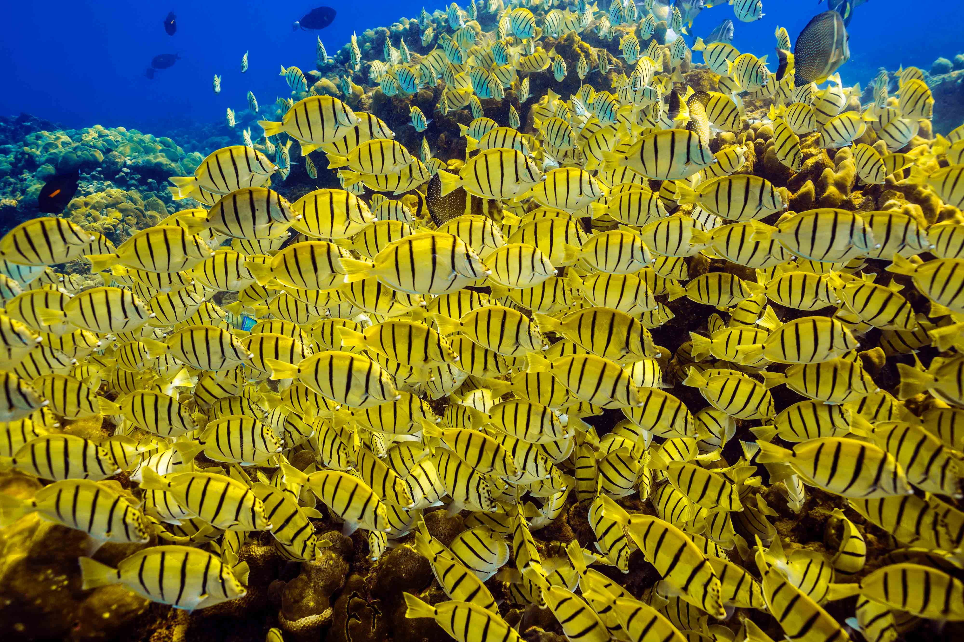 Cabo San Lucas Marine Park: Two-Tank Scuba Diving Adventure