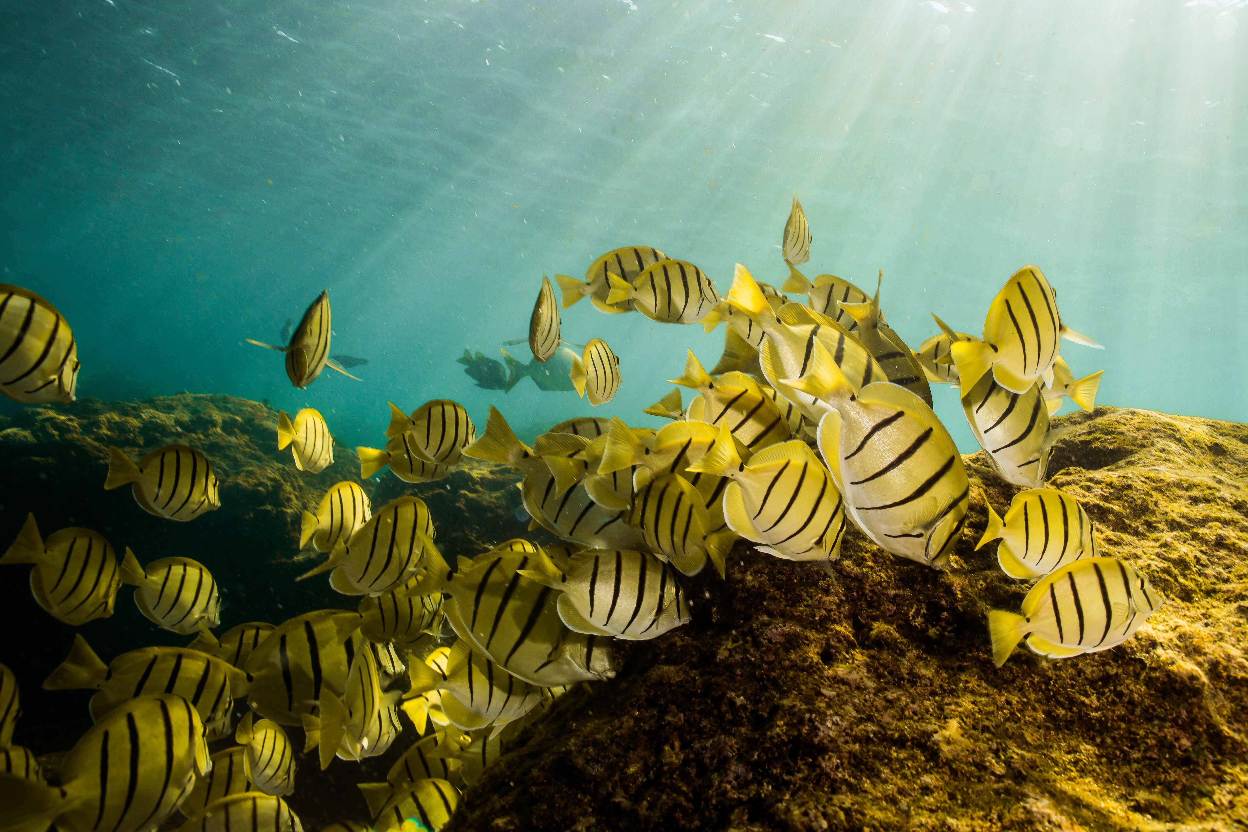 Cabo San Lucas Marine Park: Two-Tank Scuba Diving Adventure