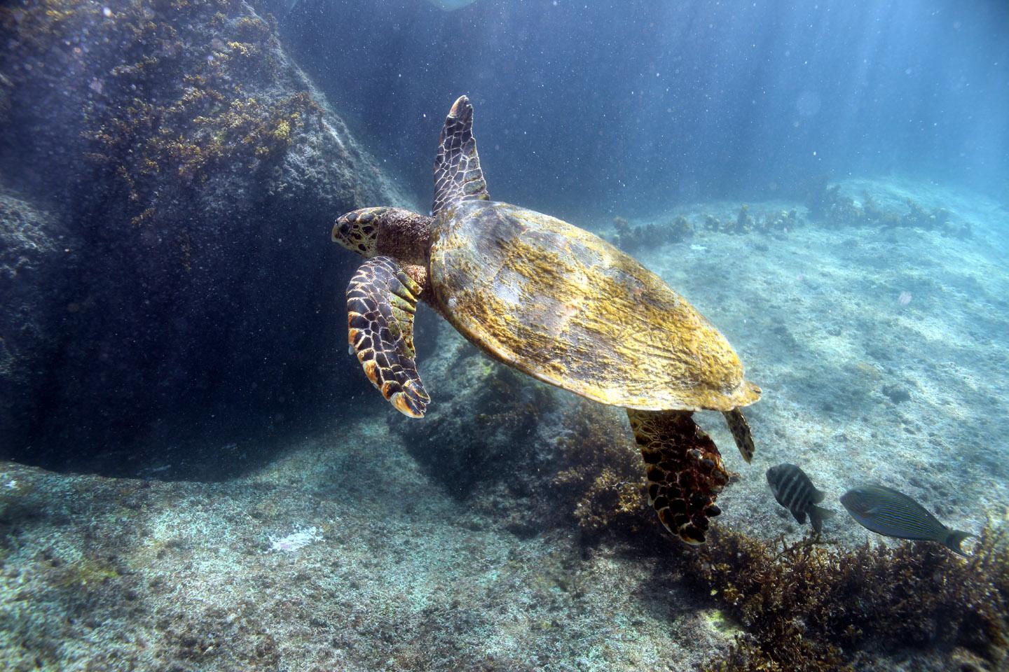 Curieuse Island & Anse Georgette Private Boat Tour