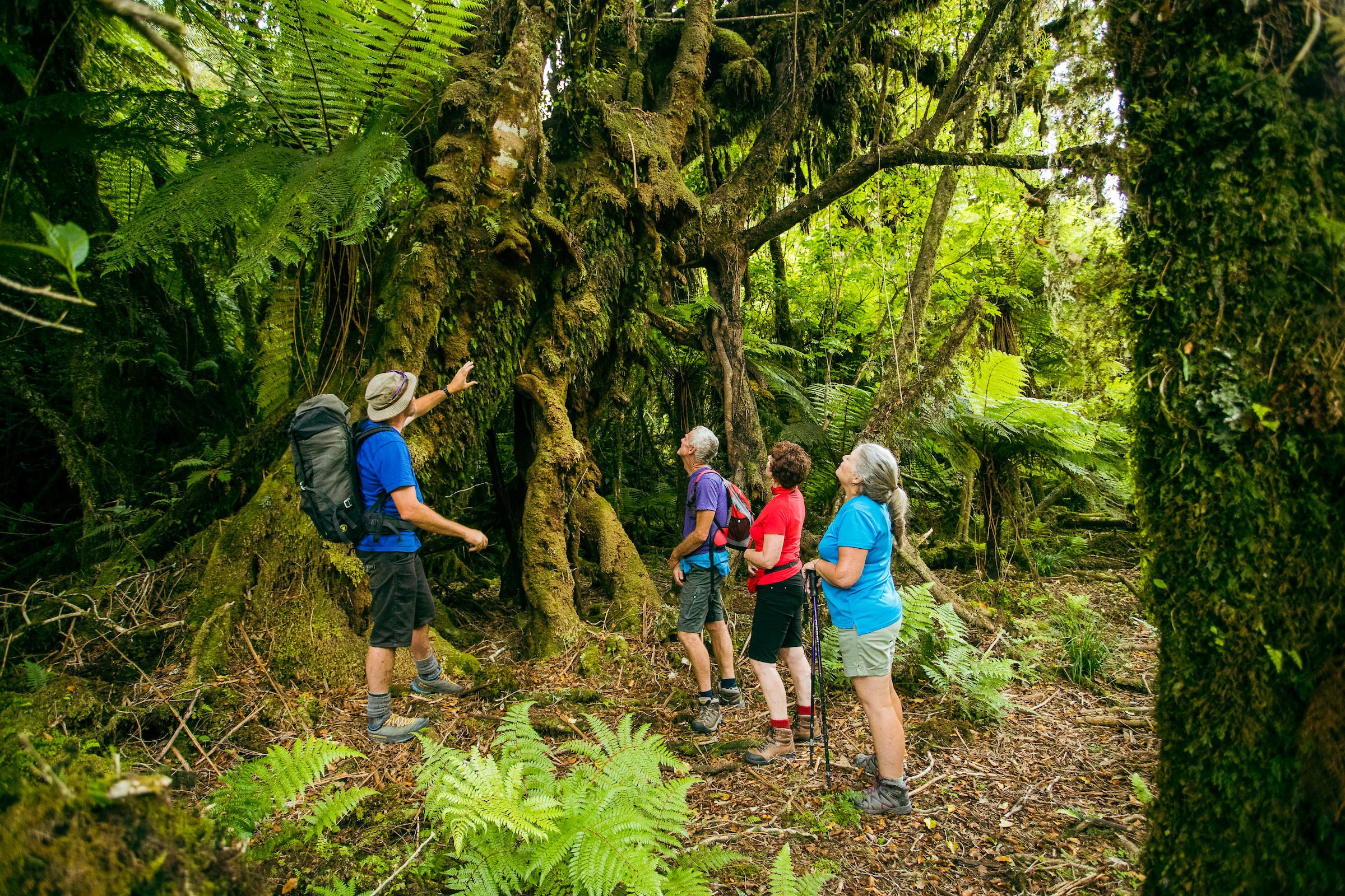 Fox Glacier: Half Day Walking & Nature Tour with Local Guide