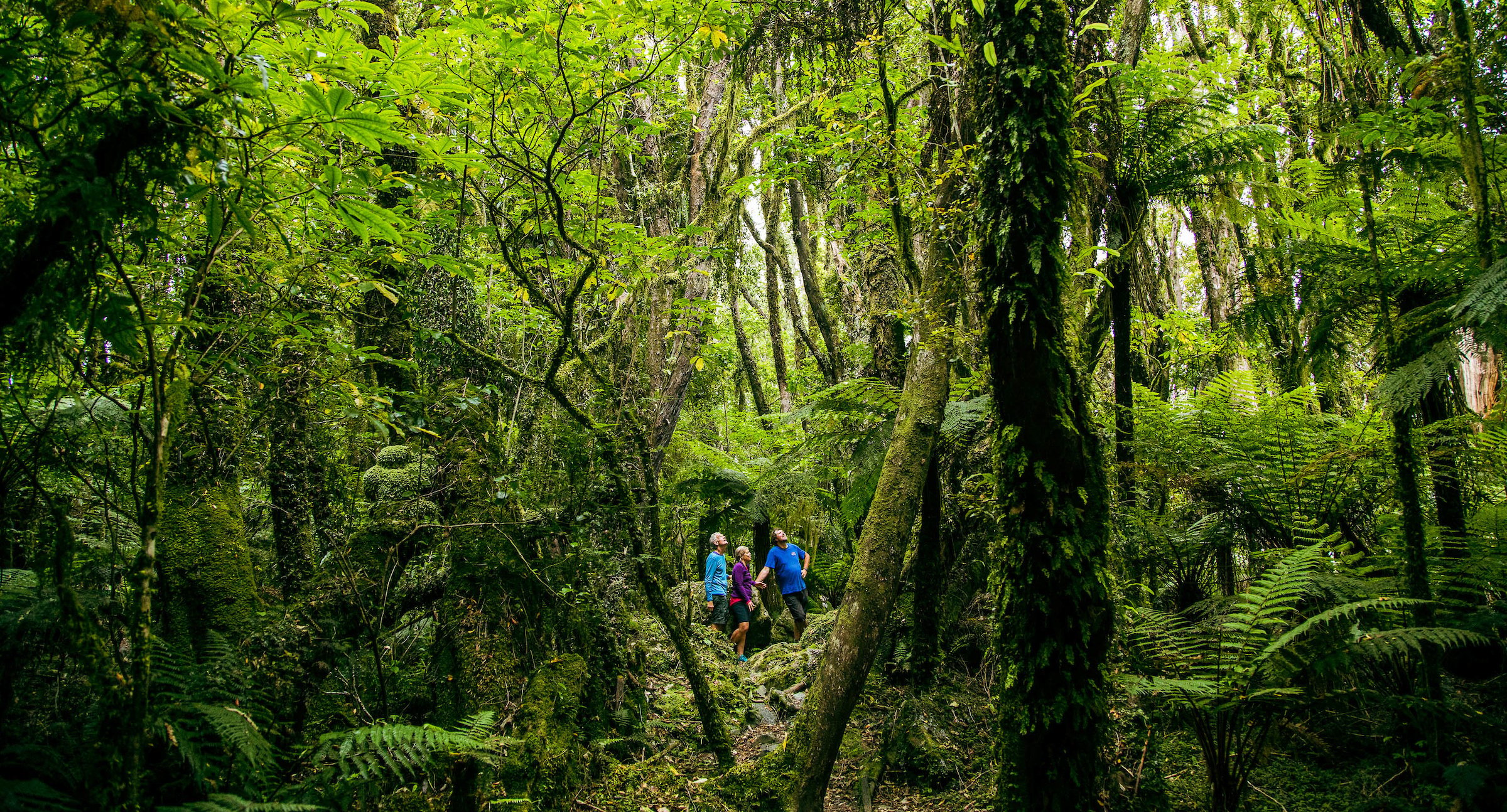 Fox Glacier: Half Day Walking & Nature Tour with Local Guide