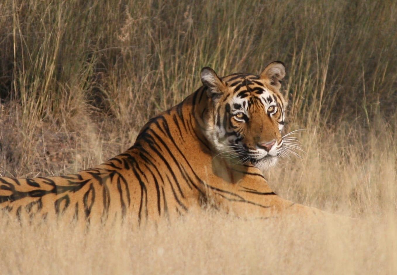Private One-Way Transfer: Jaipur/Agra ↔ Ranthambore