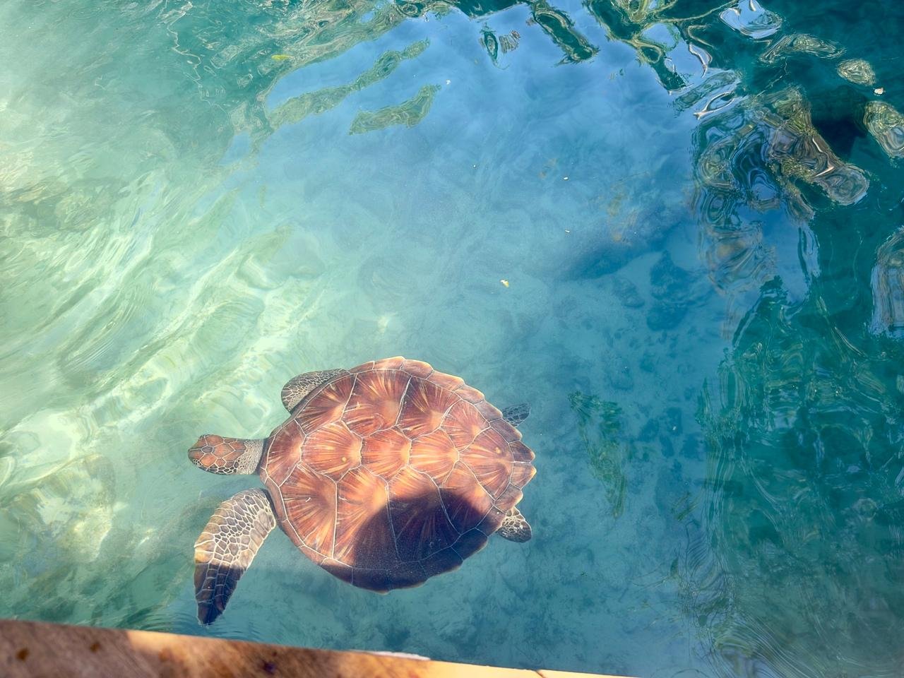 Zanzibar: Swim with Sea Turtles at Salaam Cave, Kizimkazi