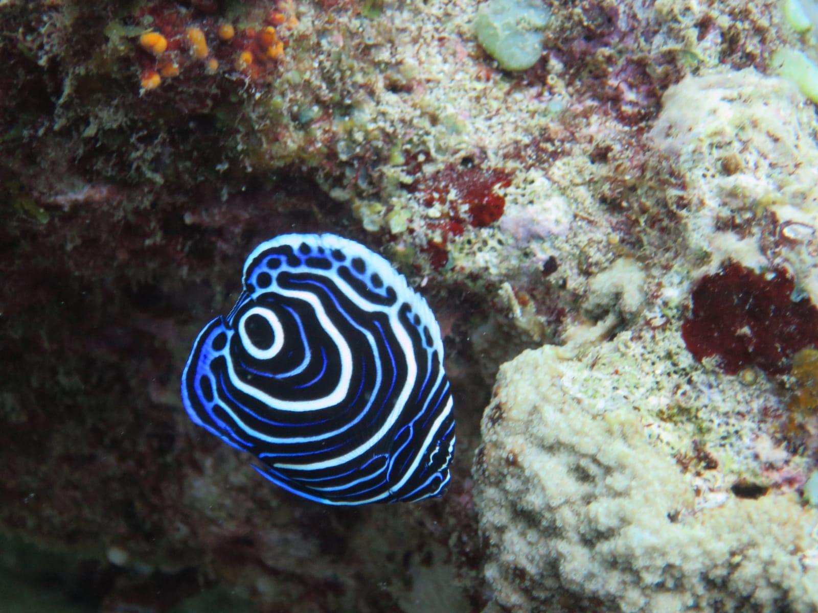 Belle Mare Scuba Discovery: East Coast Mauritius Dive