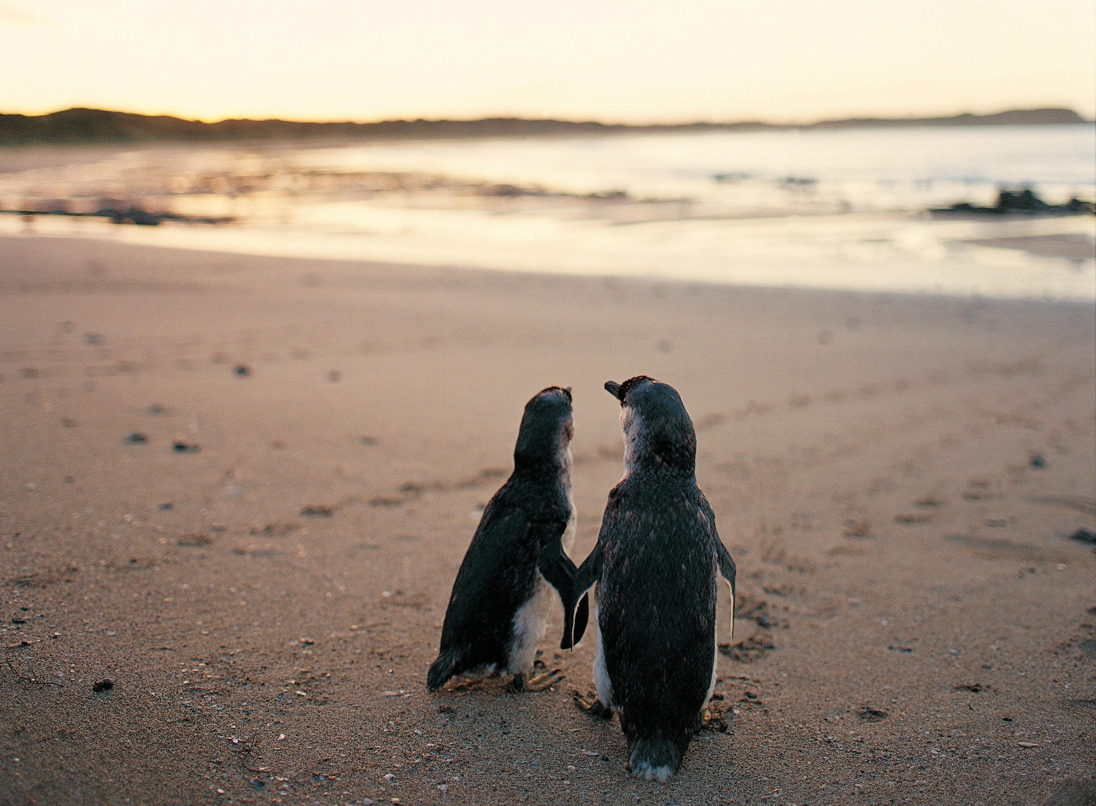 Phillip Island Penguin Parade & Wildlife Day Trip
