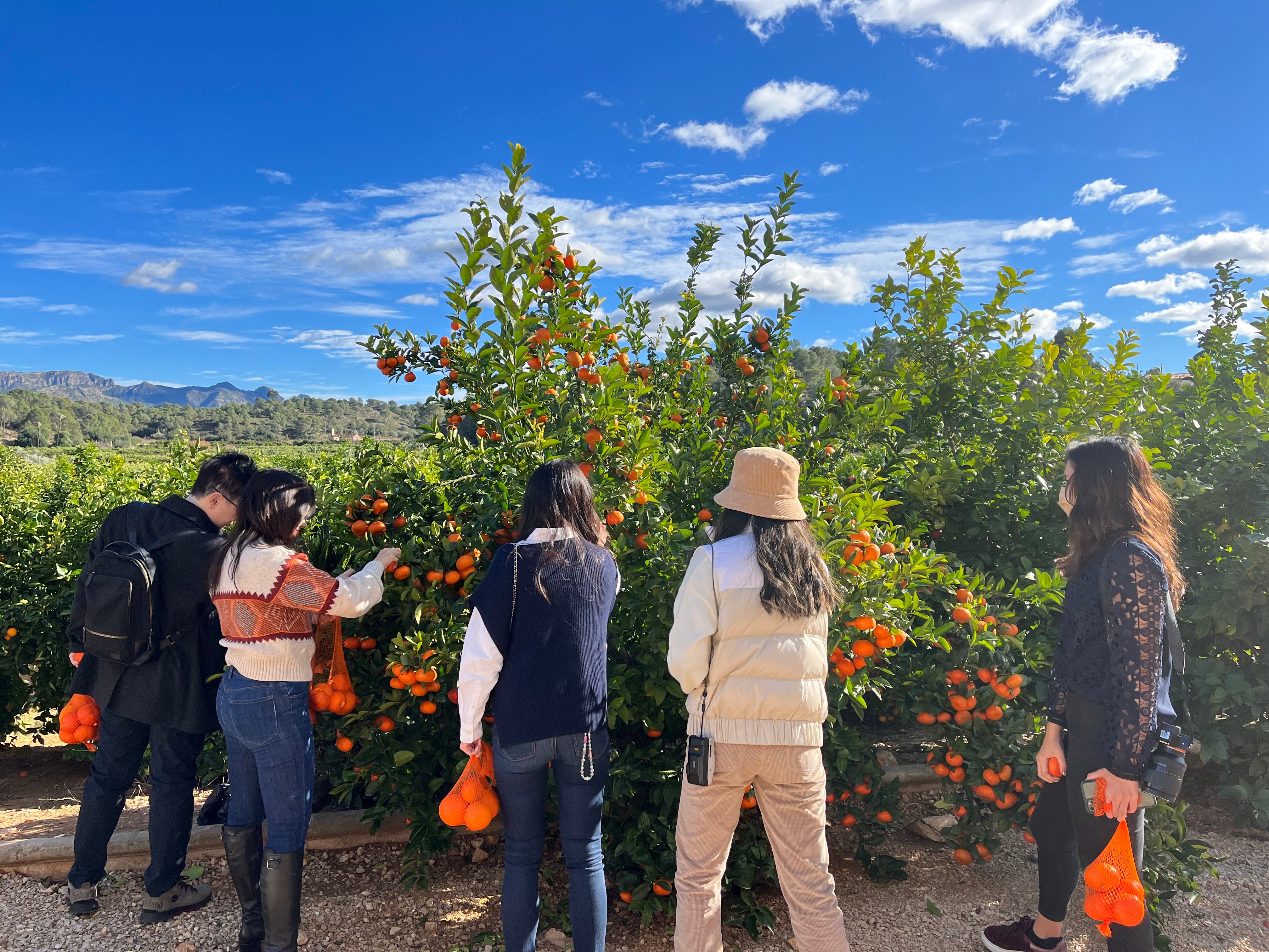 Valencia Orange Orchard & Farm Experience