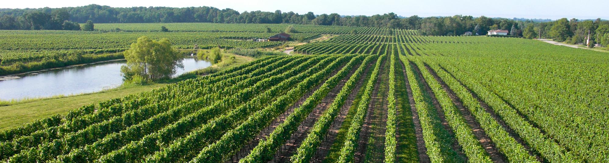 Niagara Wine Country Tour with Icewine Tastings