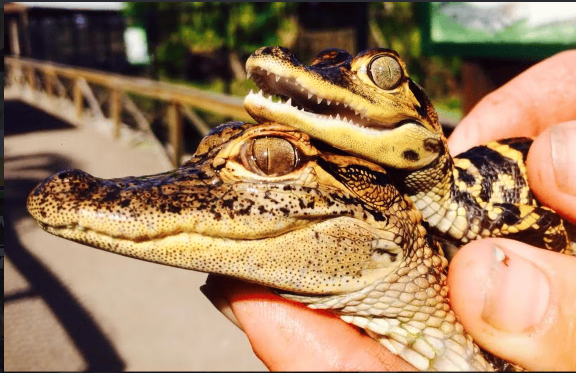 Everglades Airboat Adventure & Sawgrass Park Package