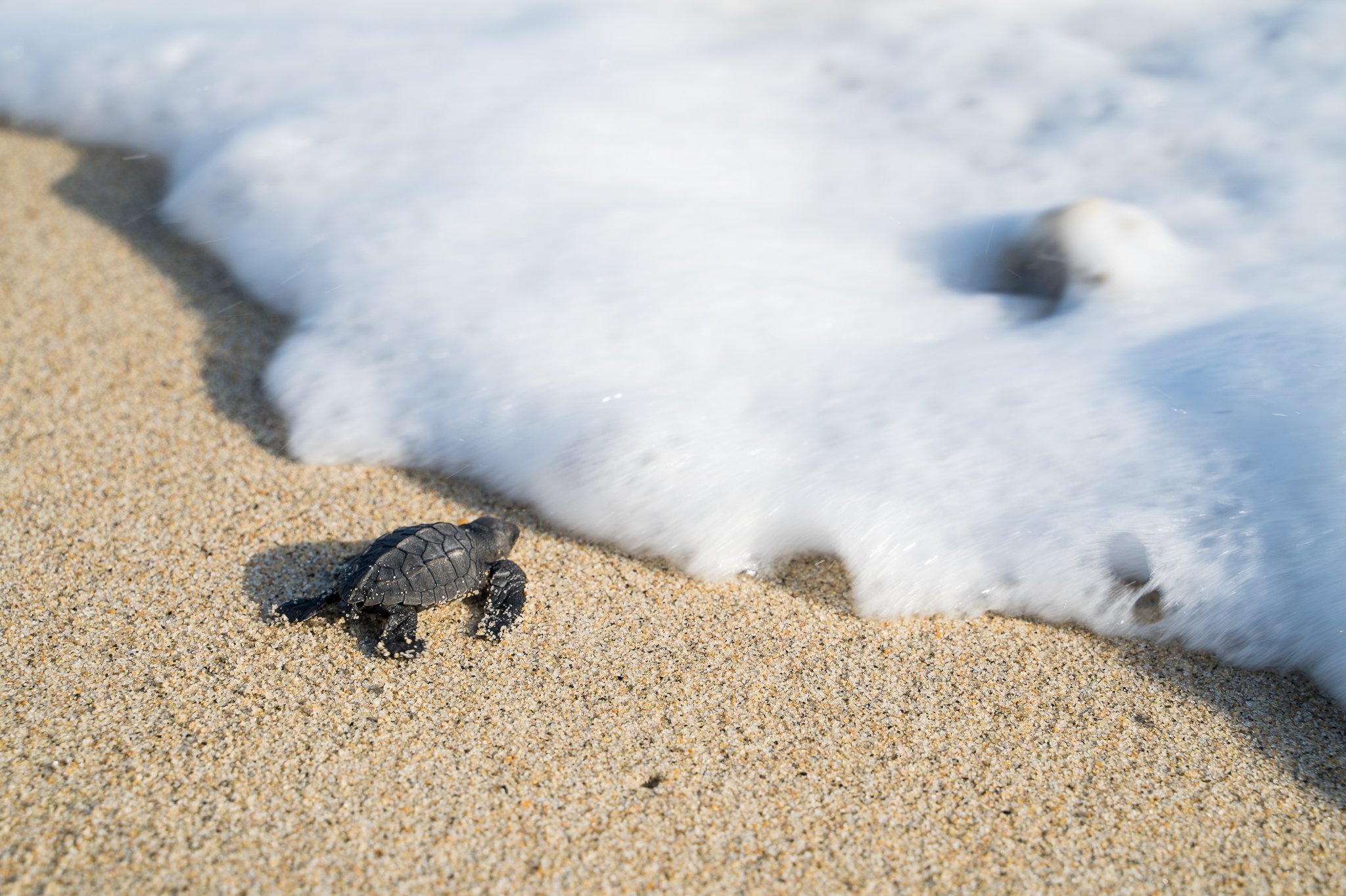 Sea Turtle Release at Sunset