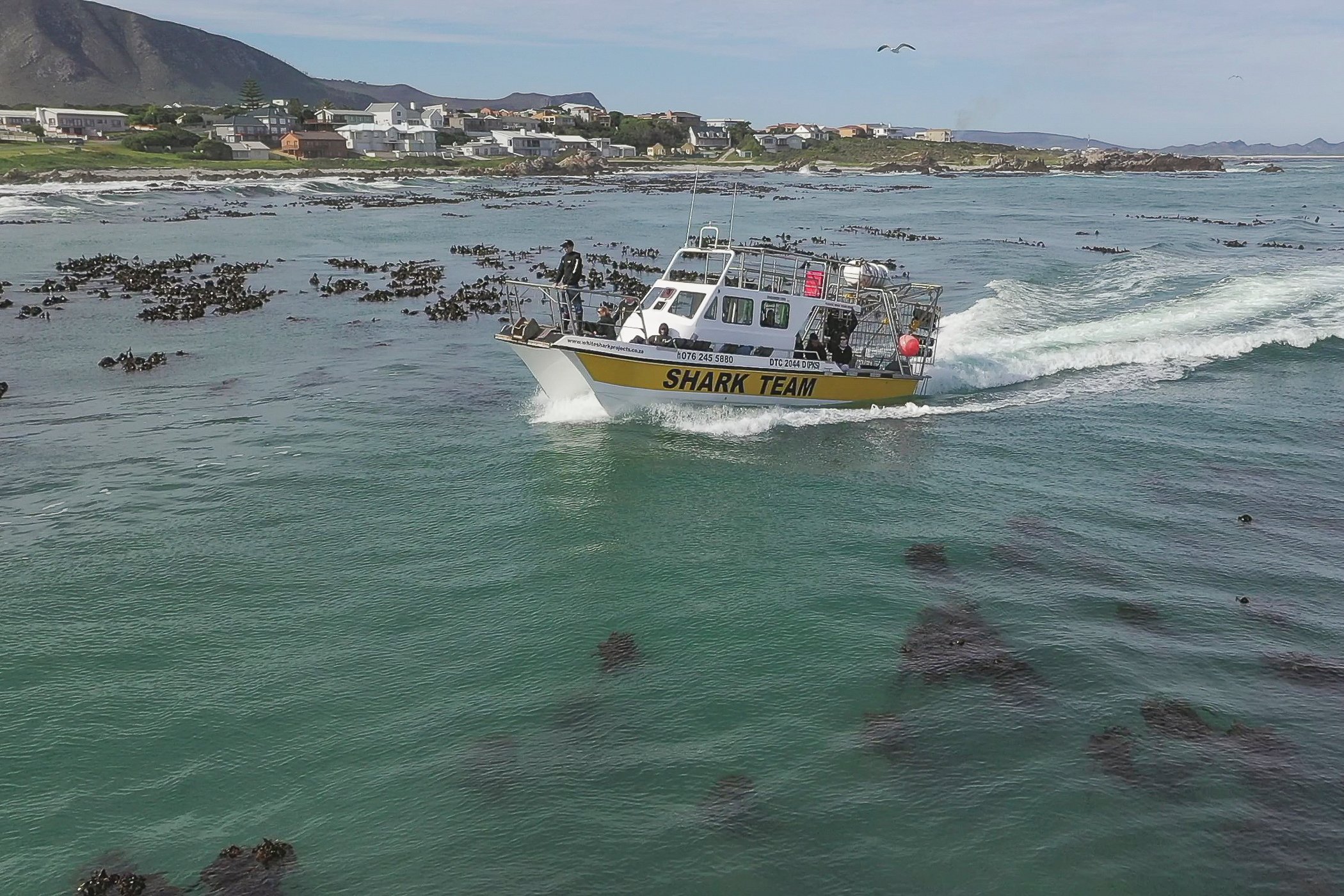 Shark Cage Diving from Cape Town or Hermanus – White Shark Projects
