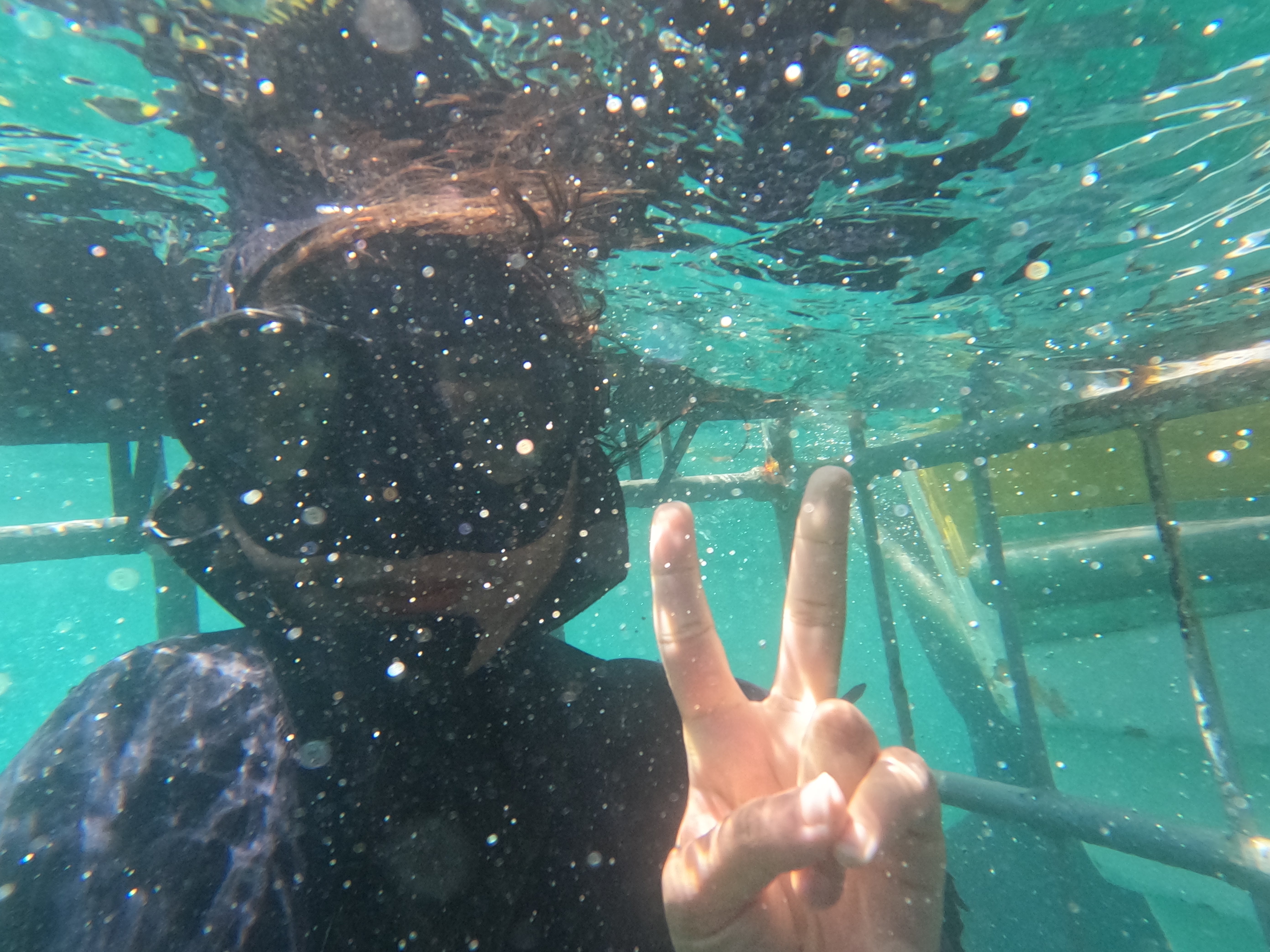 Shark Cage Diving from Cape Town or Hermanus – White Shark Projects