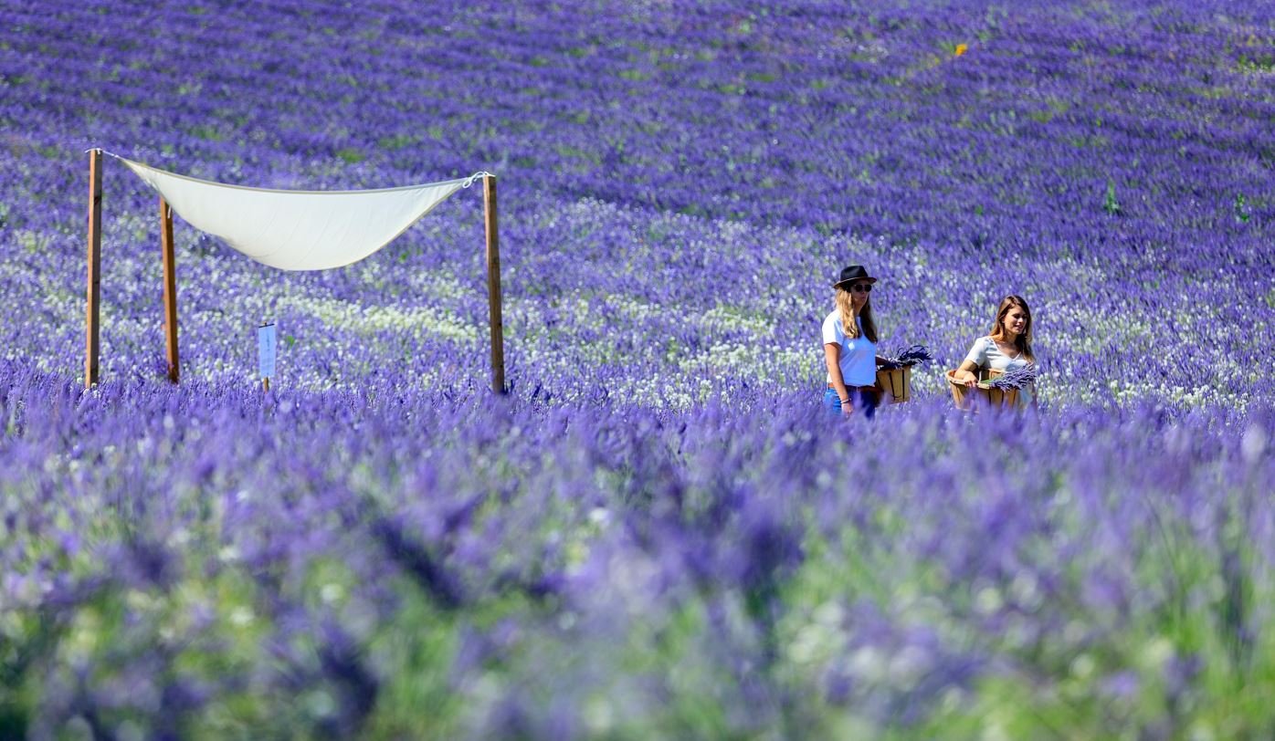 Aix-en-Provence: Lavender Fields Visit