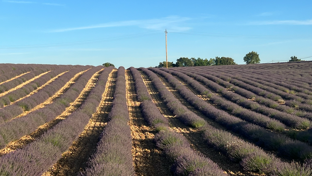 Valensole lavender fields in Provence — guided lavender tour photo 14