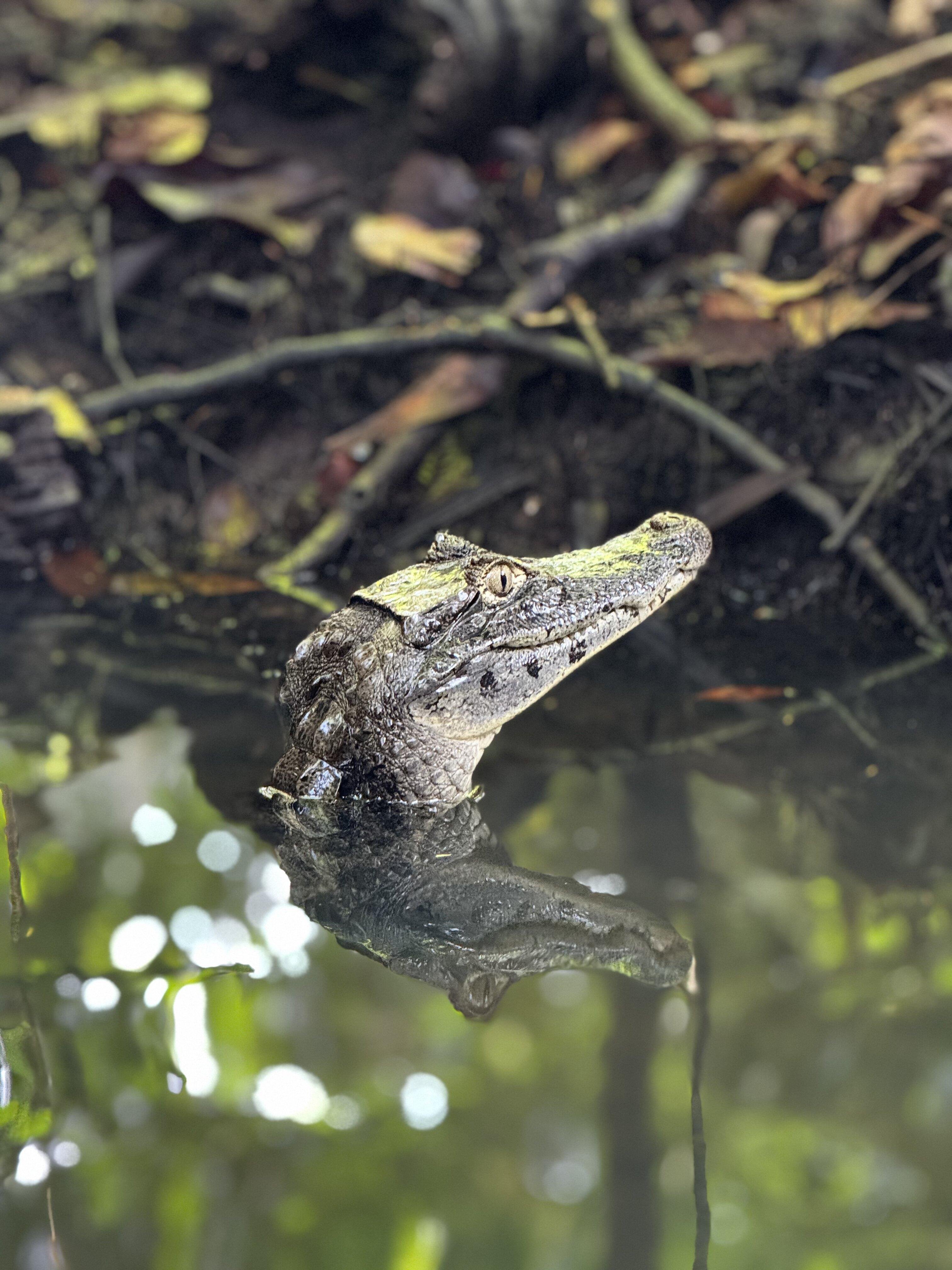 Tortuguero Canal Wildlife Adventure