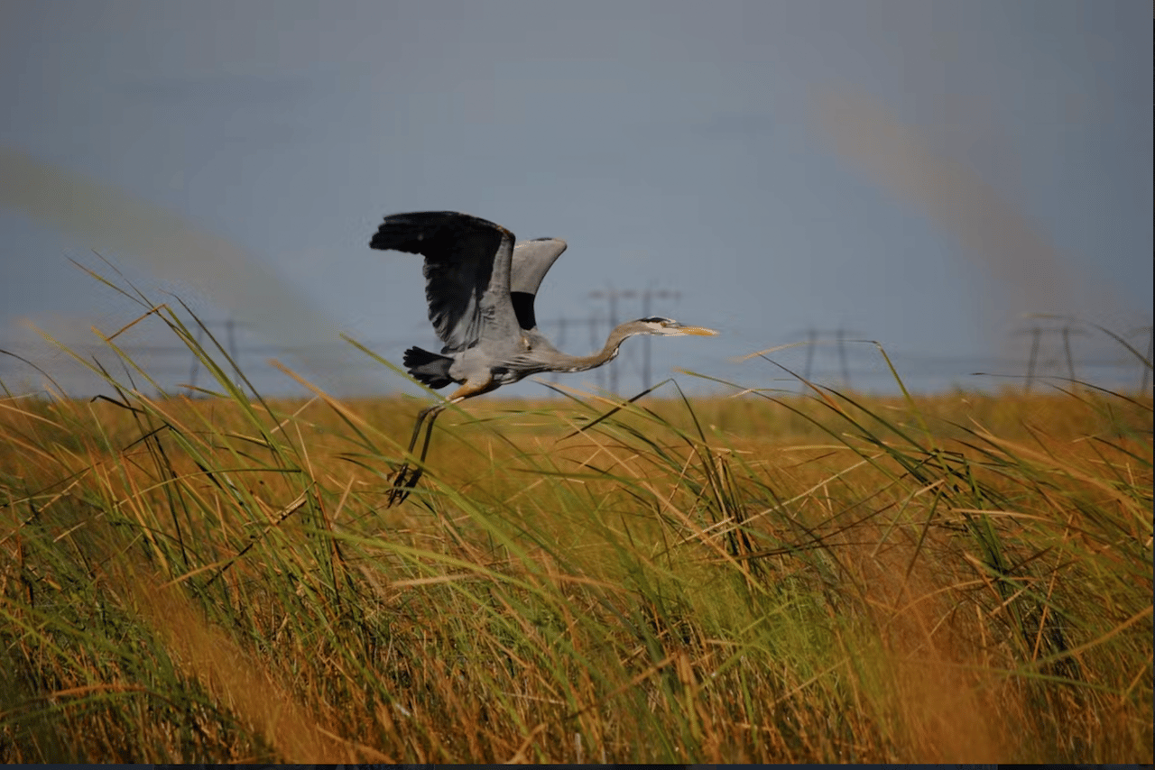 Everglades Airboat Adventure & Sawgrass Park Package