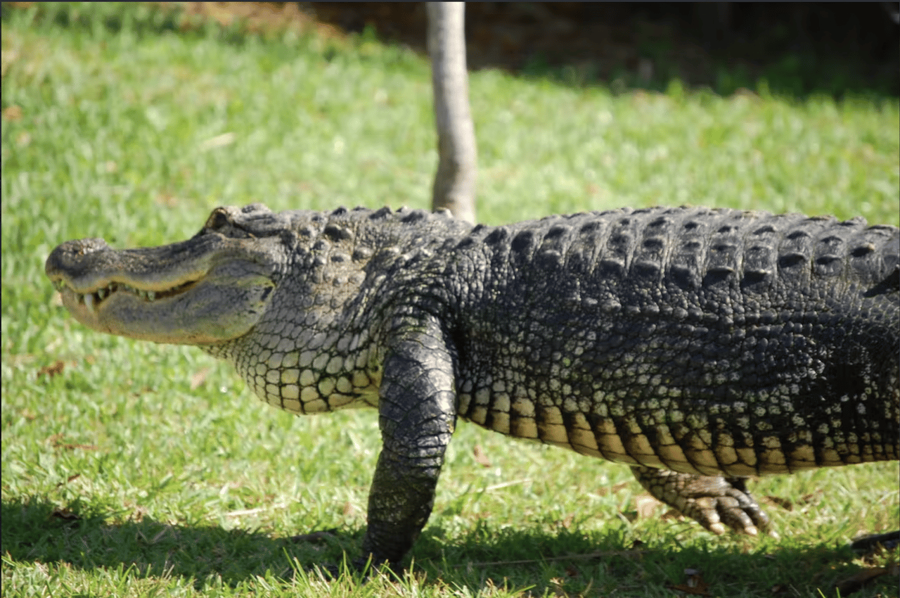 Everglades Airboat Adventure & Sawgrass Park Package