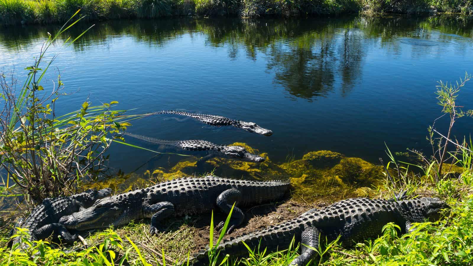 Everglades Airboat Adventure & Sawgrass Park Package
