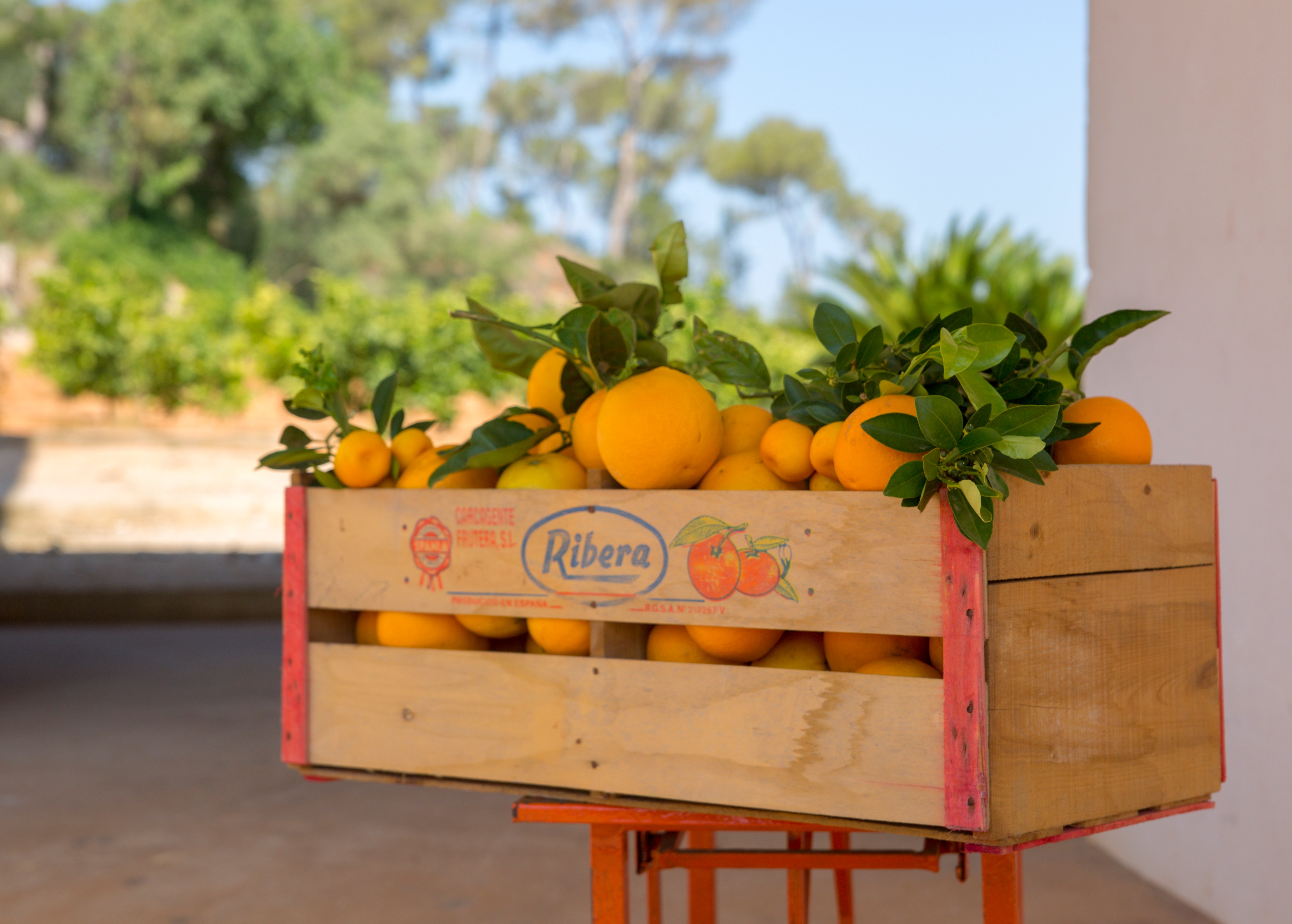Valencia Orange Orchard & Farm Experience