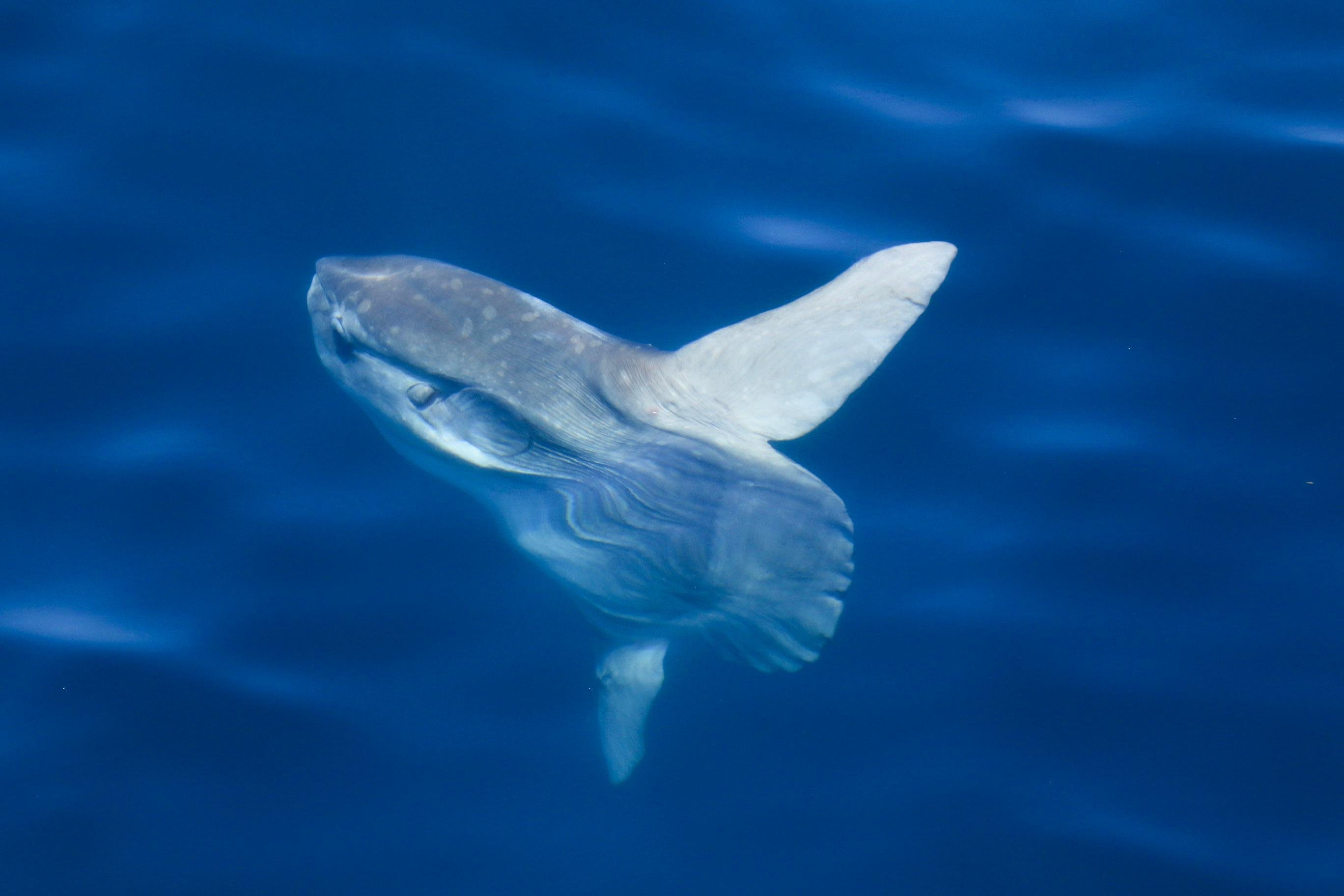 An ocean sunfish, a mola mola, just under the surface