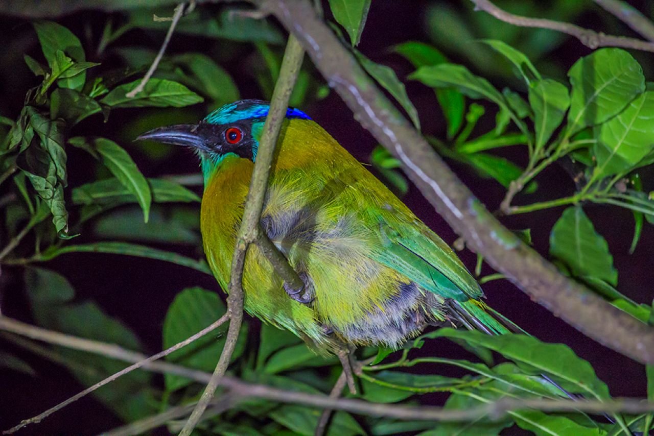 Monteverde Cloud Forest Night Walk