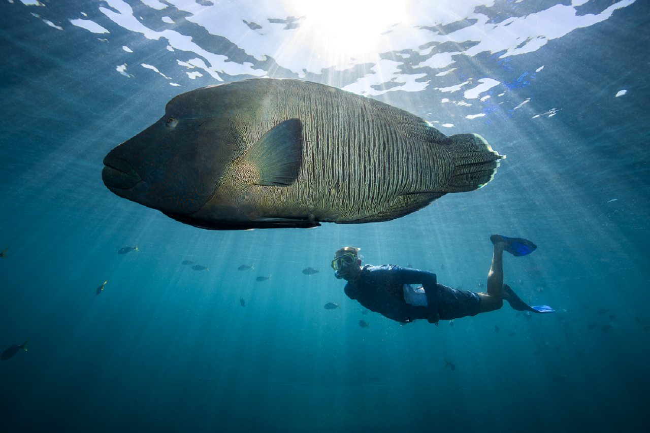 Great Barrier Reef Day Cruise from Airlie Beach