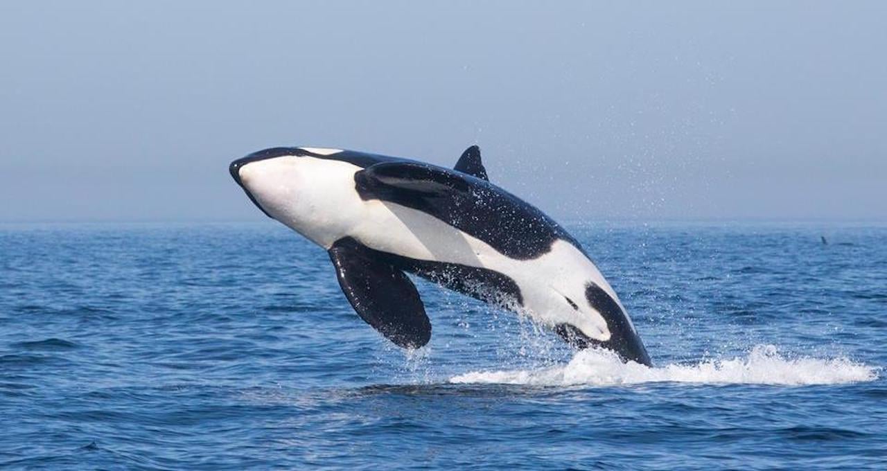 Tarifa Strait of Gibraltar Orca & Dolphin Watching Cruise