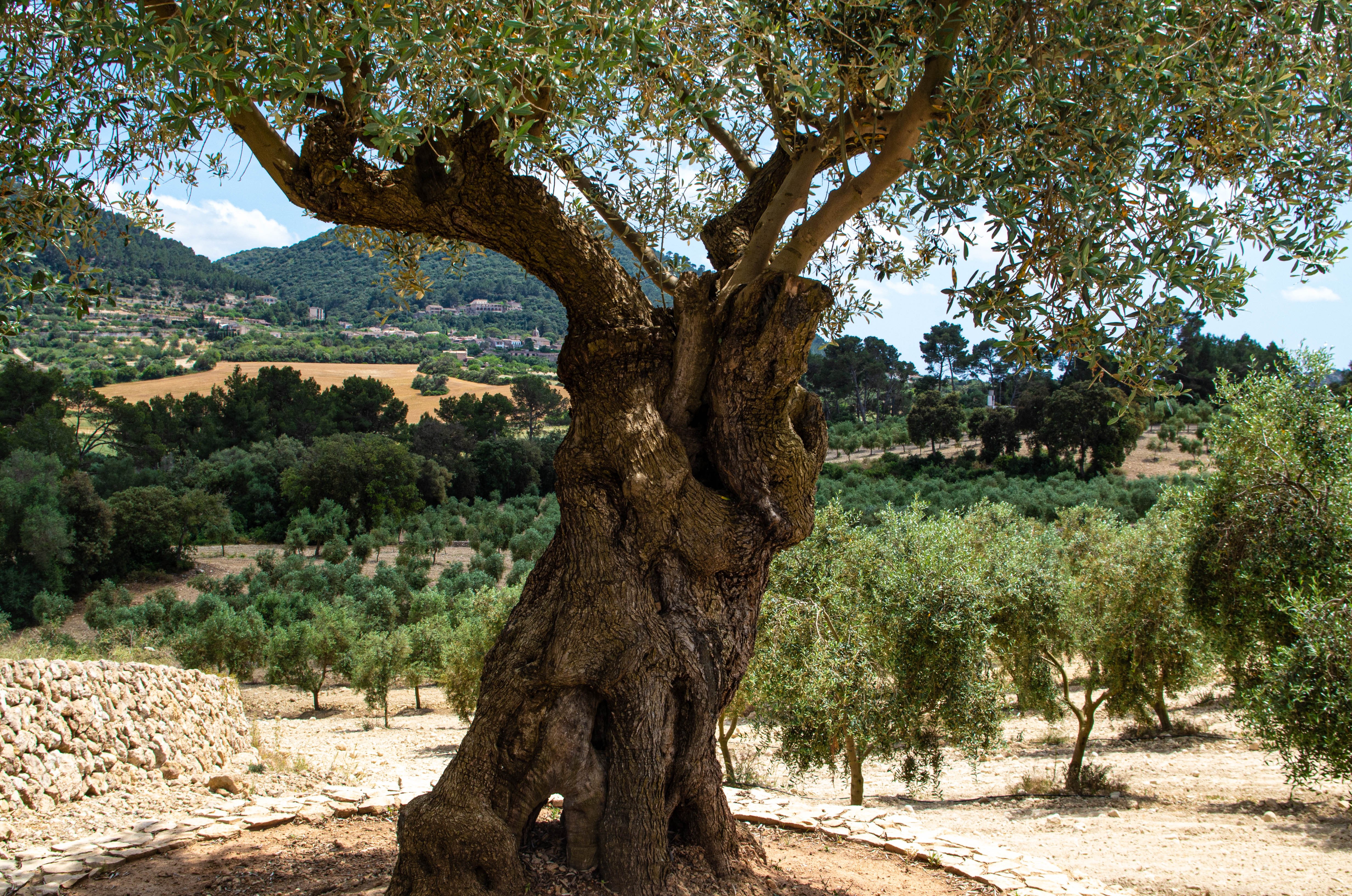 olive oil tasting in Mallorca — photo 12