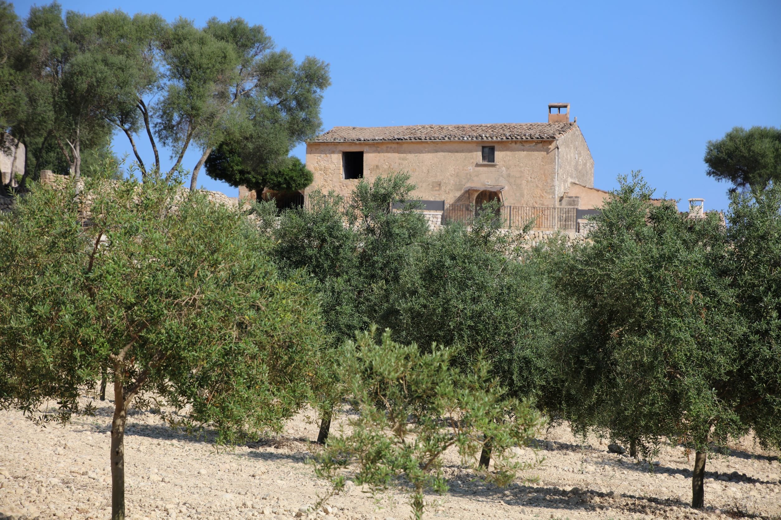 olive oil tasting in Mallorca — photo 2