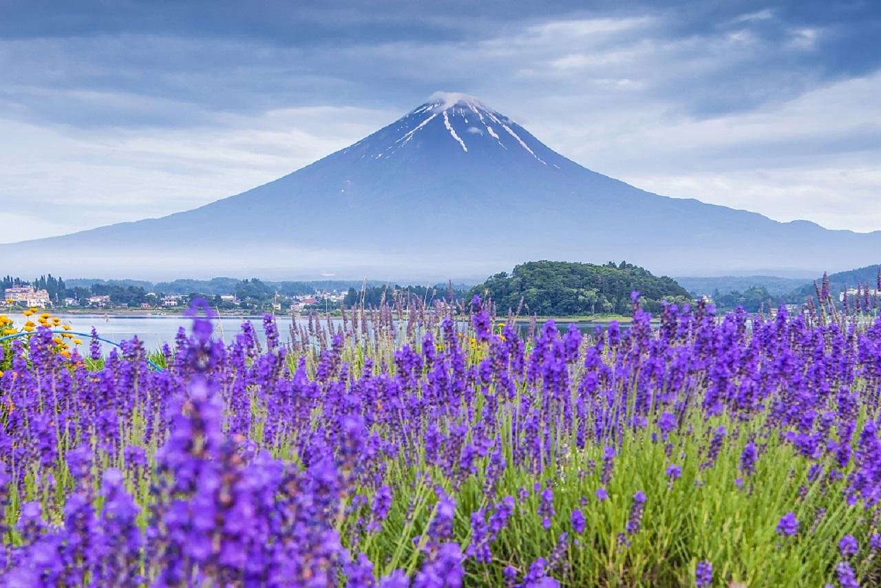 Mount Fuji Day Trip: Scenic Parks, Springs, and Photo Hotspots