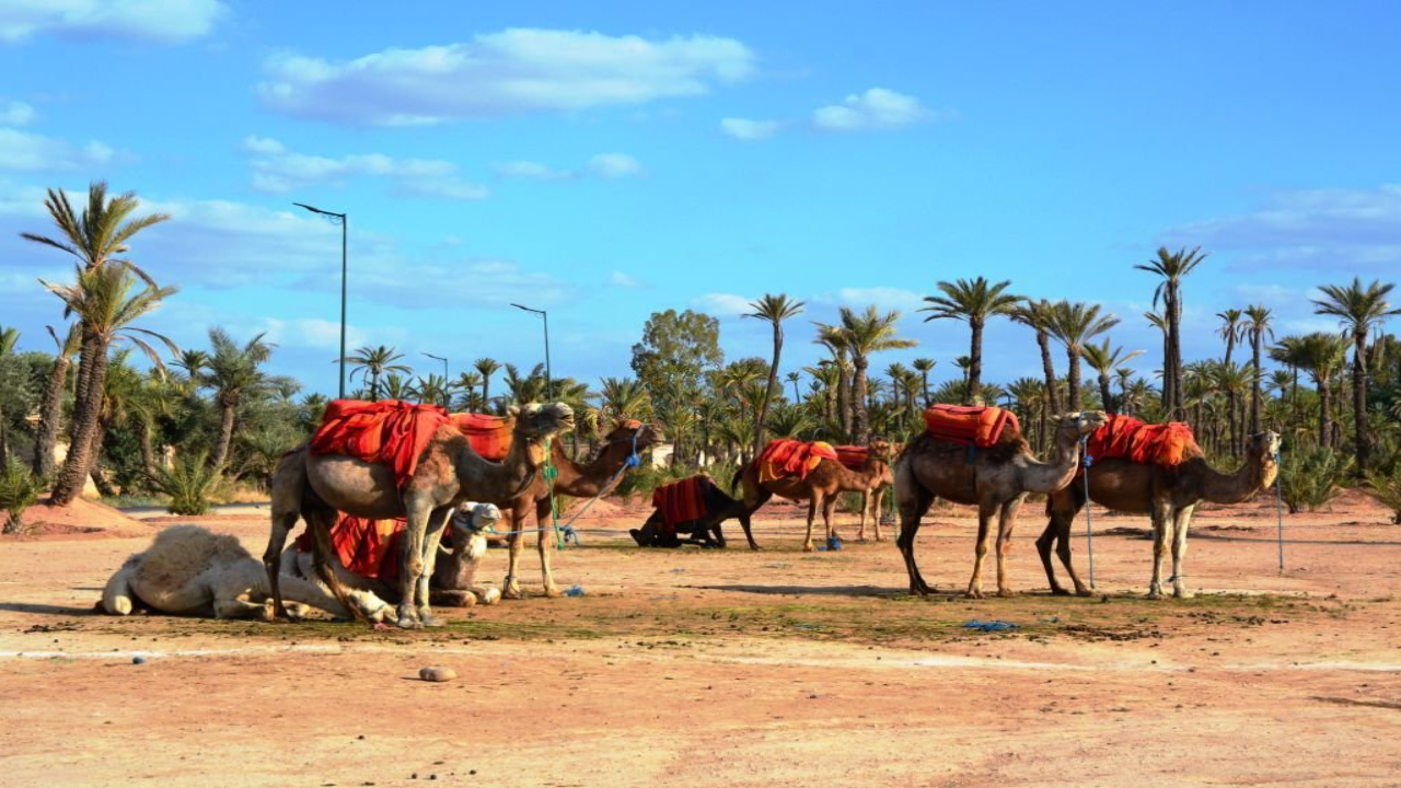 Marrakech Day Tour from Casablanca: Camels & Carriage Ride