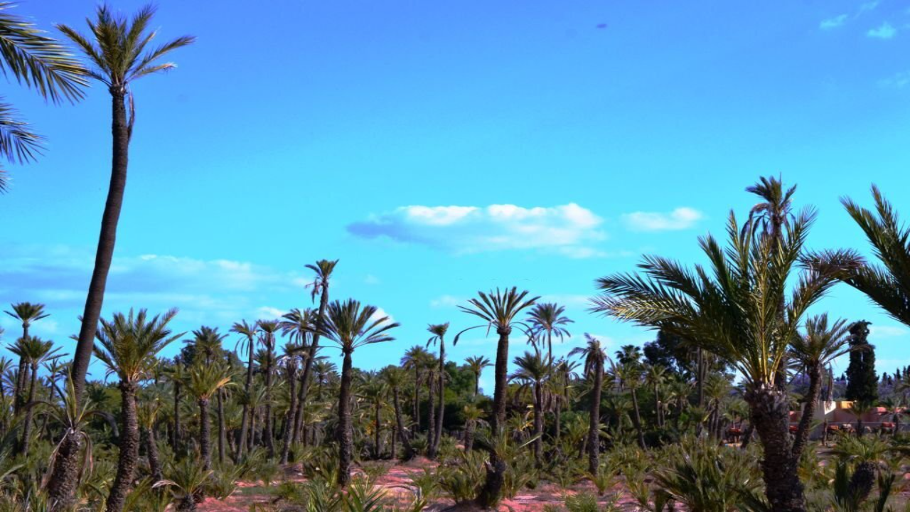 Marrakech Day Tour from Casablanca: Camels & Carriage Ride