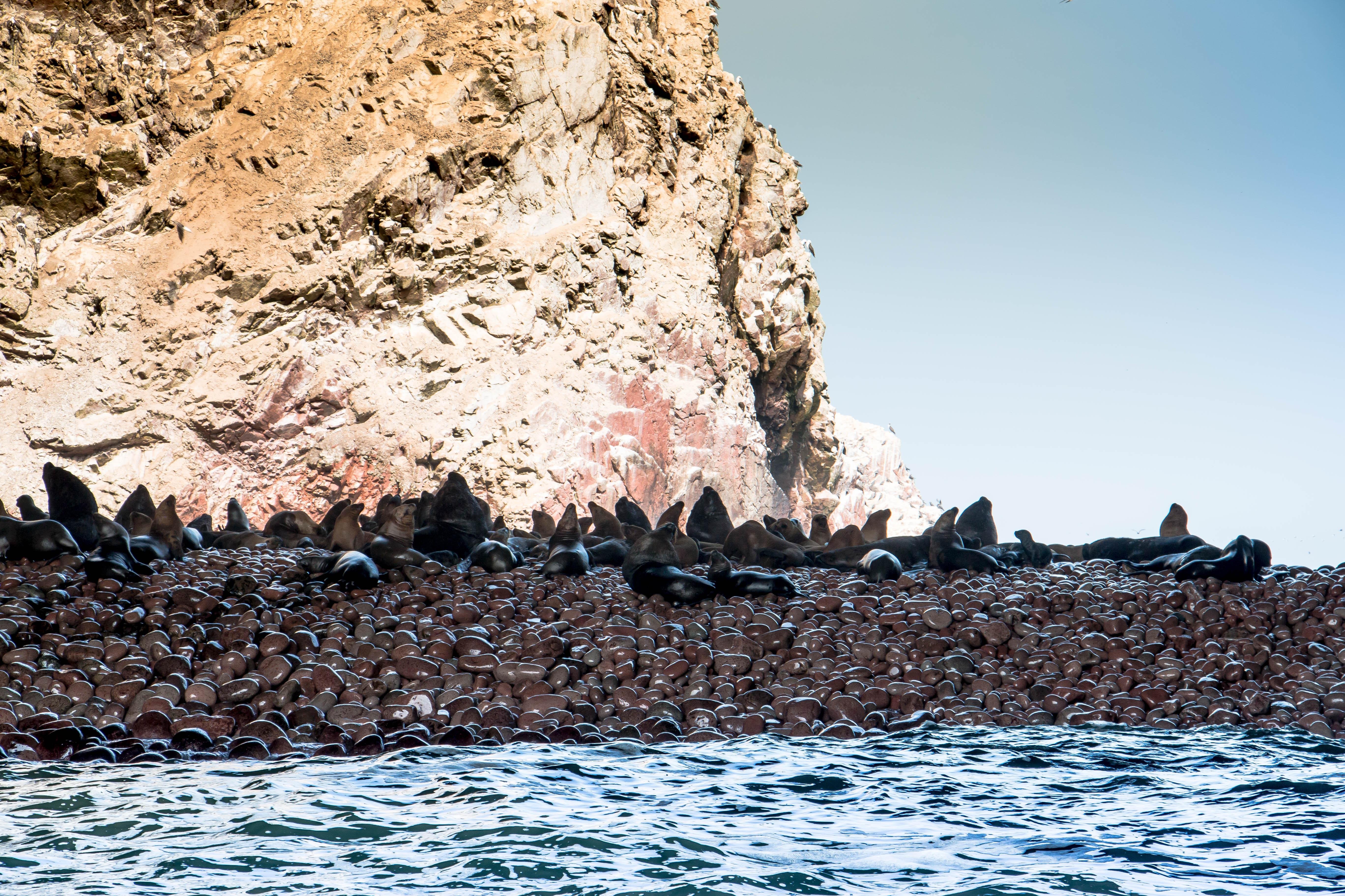 Excursión ecológica en barco a las islas Ballestas