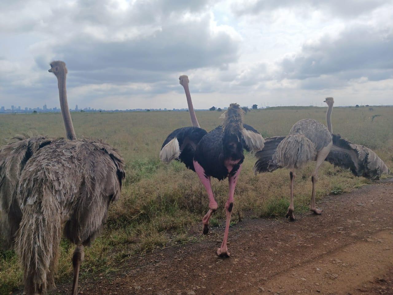 Nairobi Safari: National Park, Elephant Orphanage & Giraffe Center