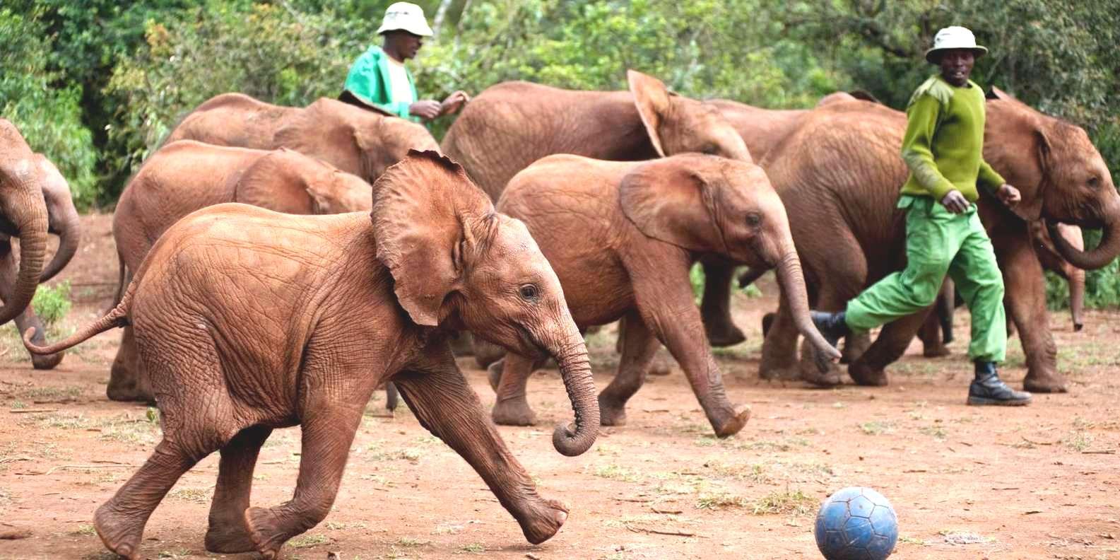 Nairobi: David Sheldrick Elephant Orphanage Visit