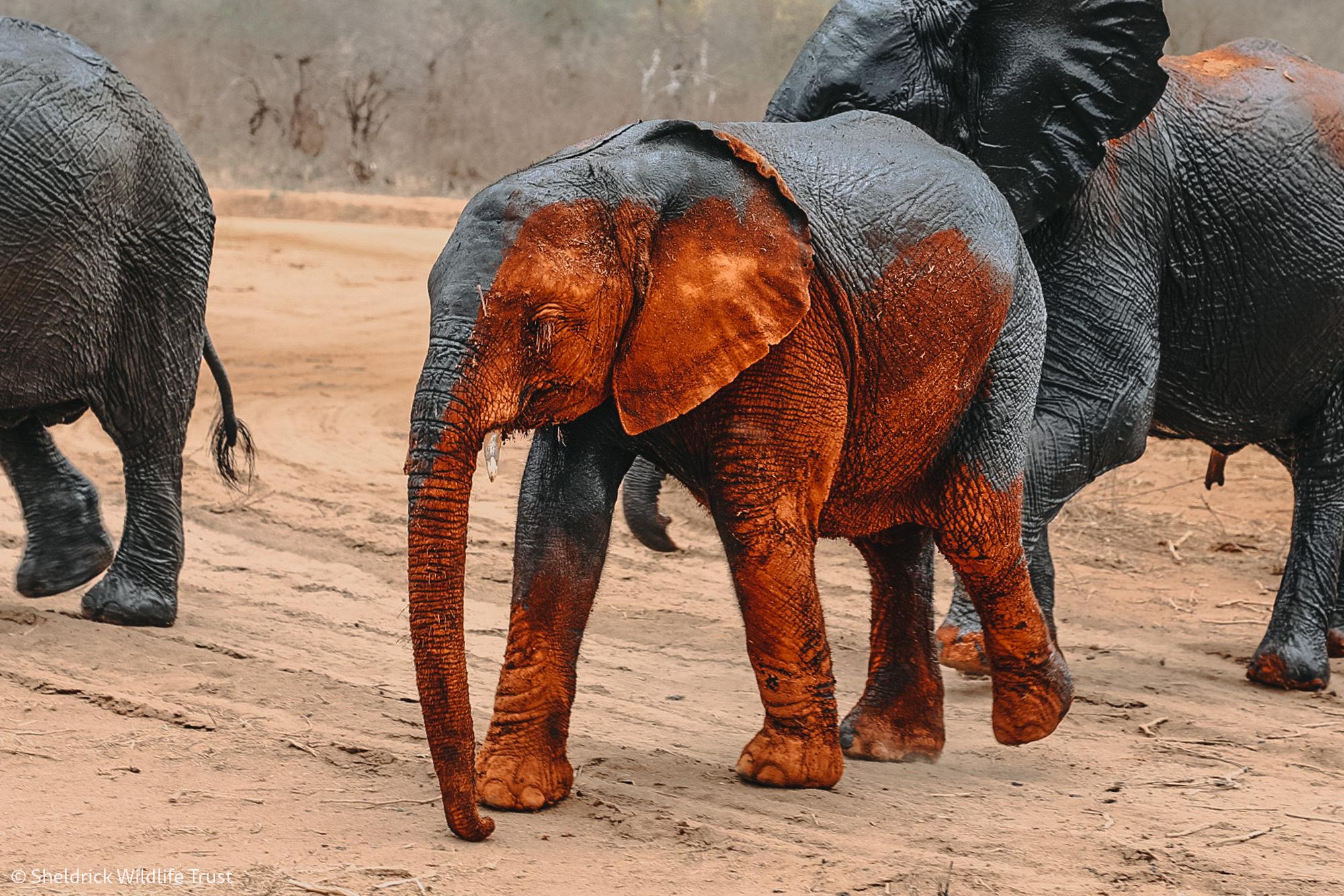 Nairobi: David Sheldrick Elephant Orphanage Visit